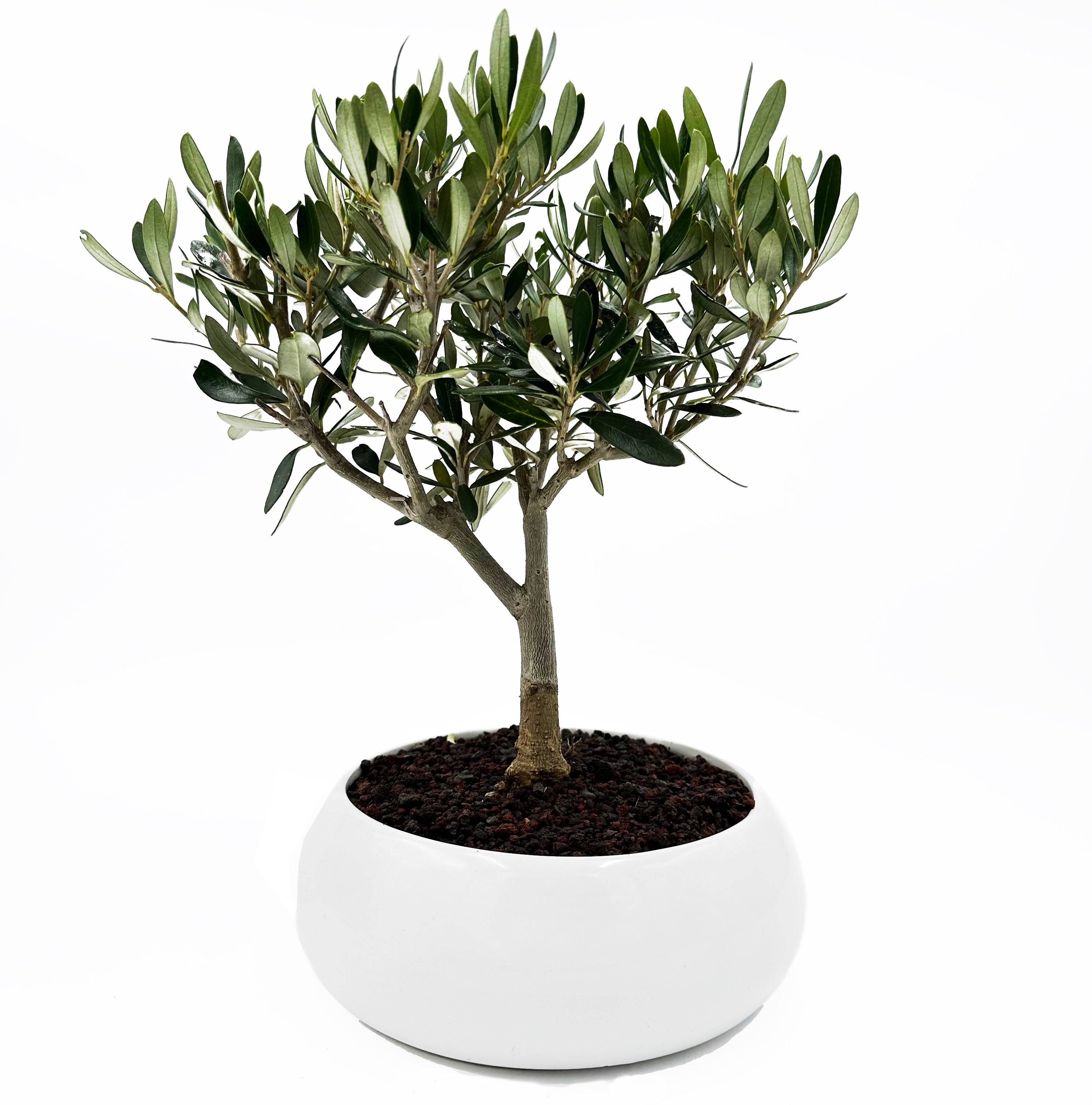 Bonsai di Olivo in ciotola bassa