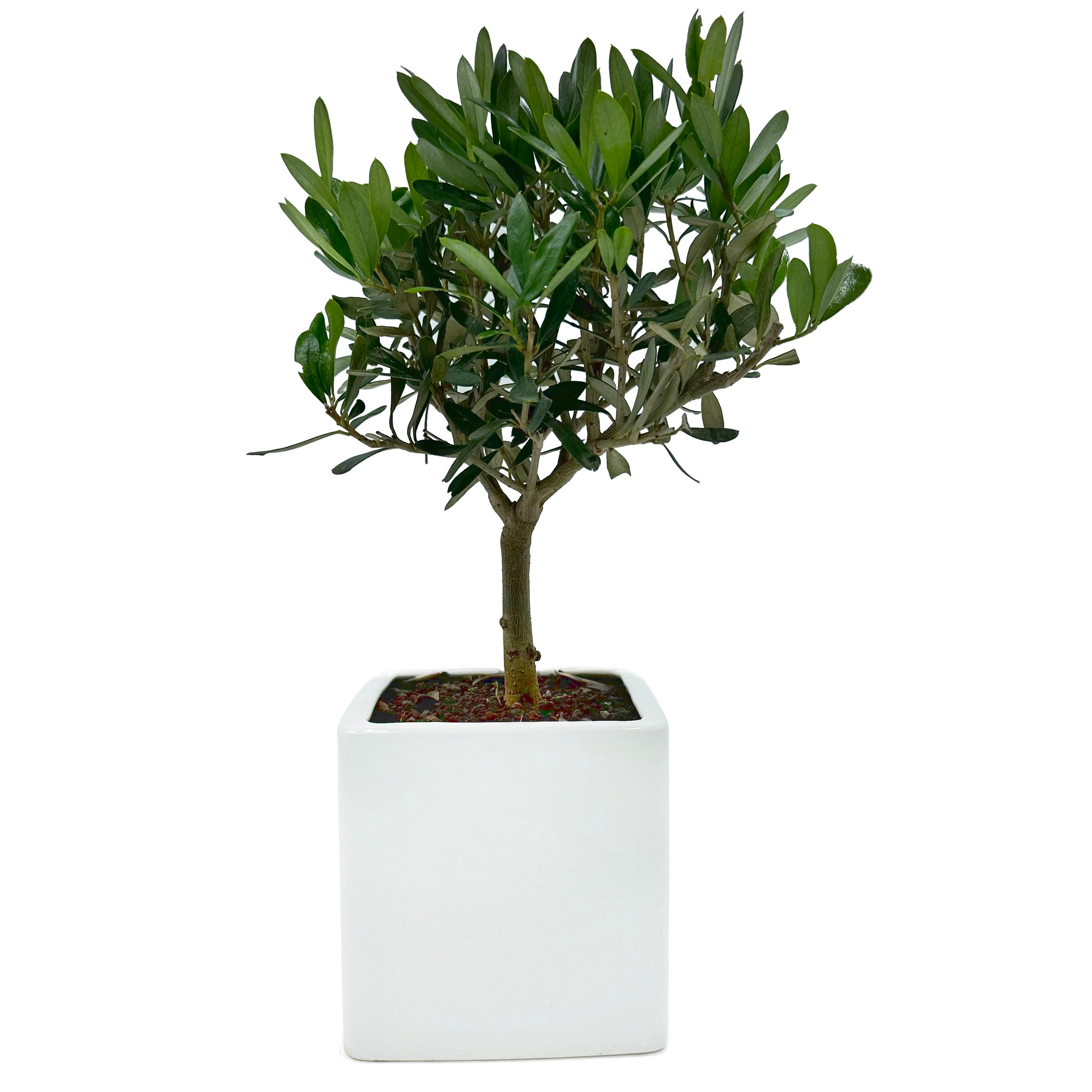 Bonsai di Olivo in vaso cubico bianco