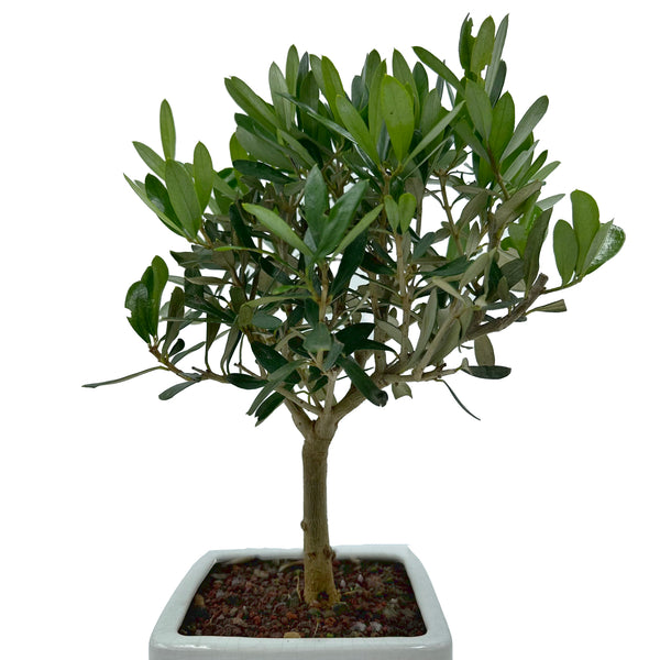 Pianta di Ulivo in vaso albero olivo secolare bonsai H. 2mt. circ. tronco  110 cm