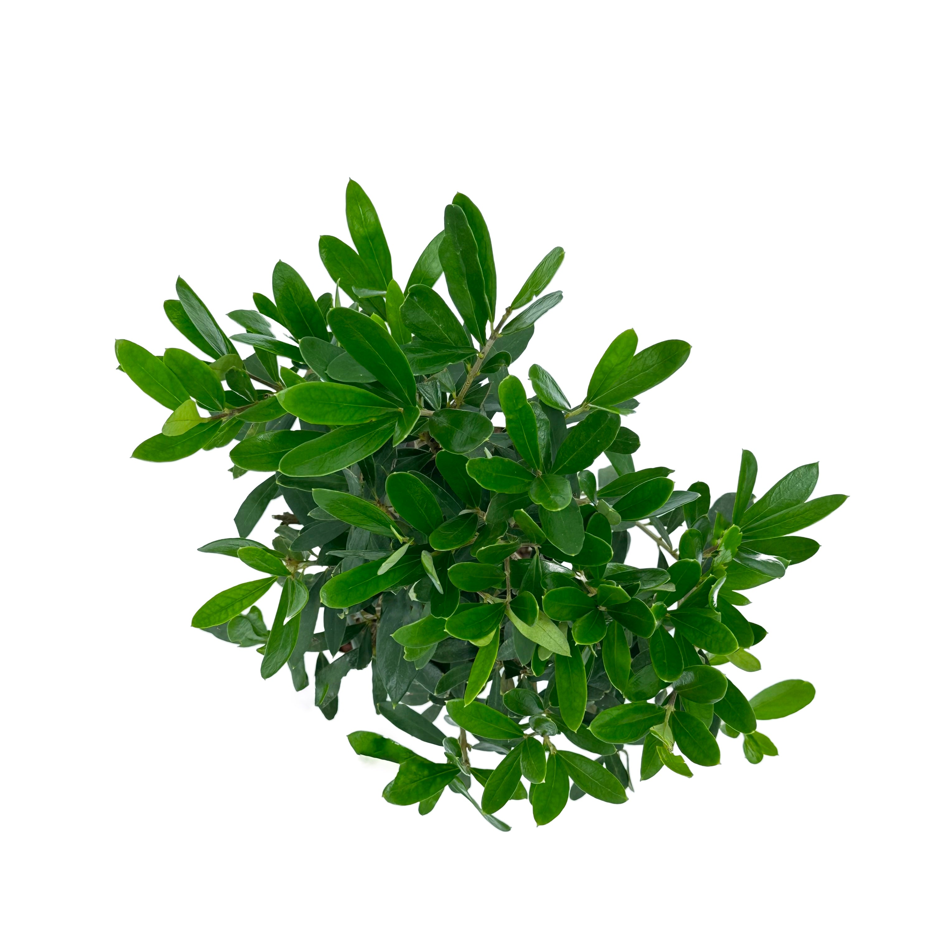Bonsai di Olivo in vaso cubico bianco