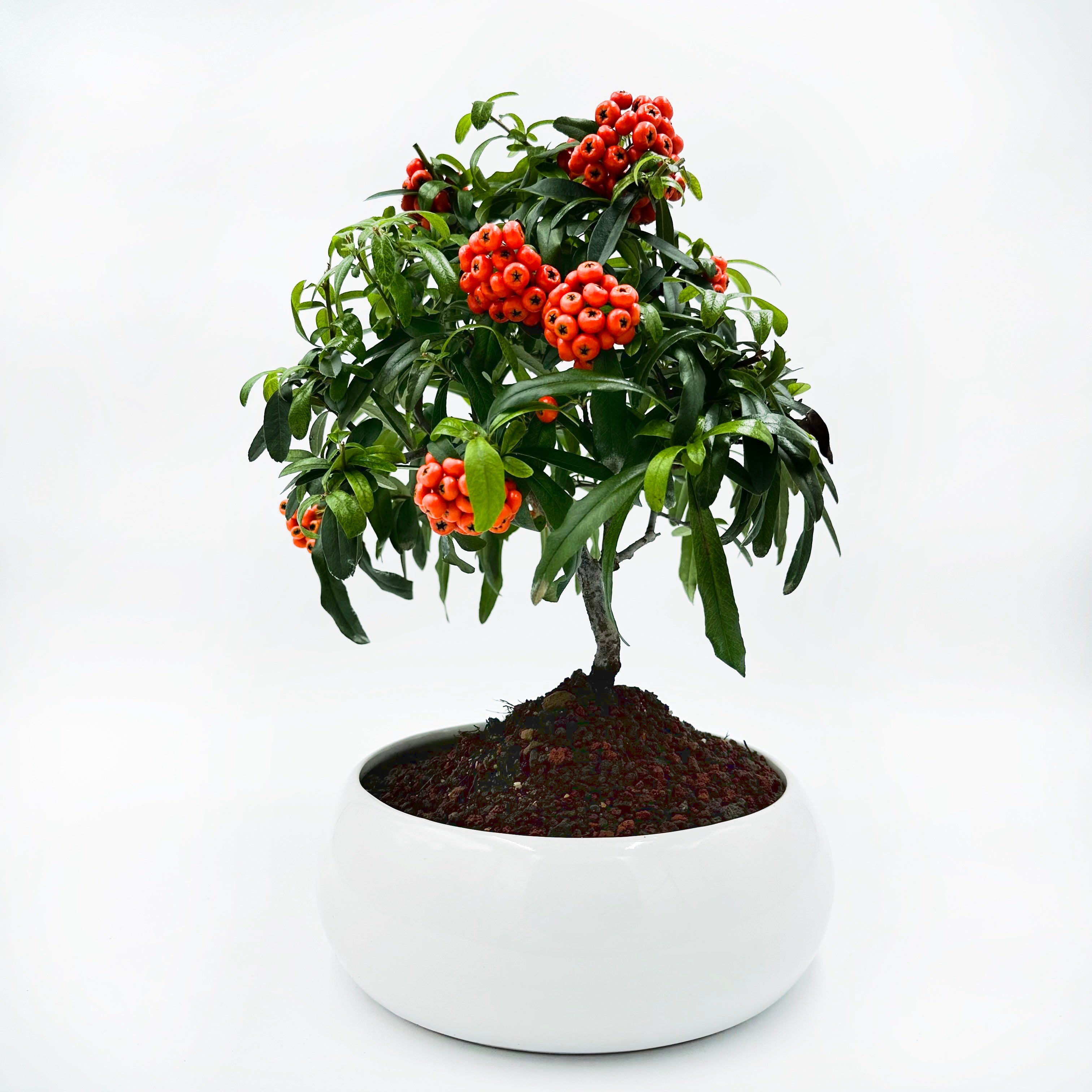 Bonsai di Pyracantha in ciotola bassa - bacche arancioni