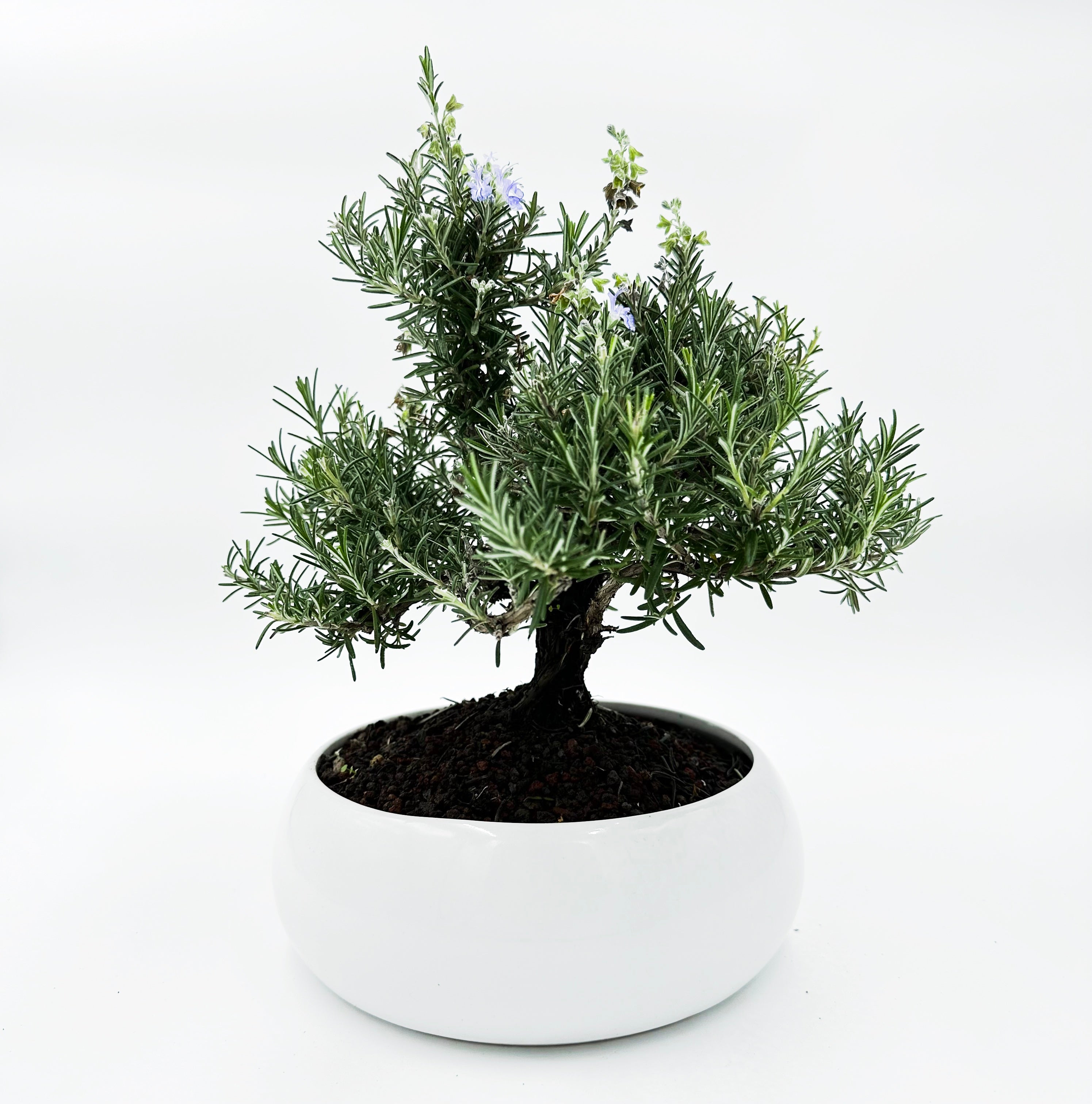 Bonsai di Rosmarino in ciotola bassa