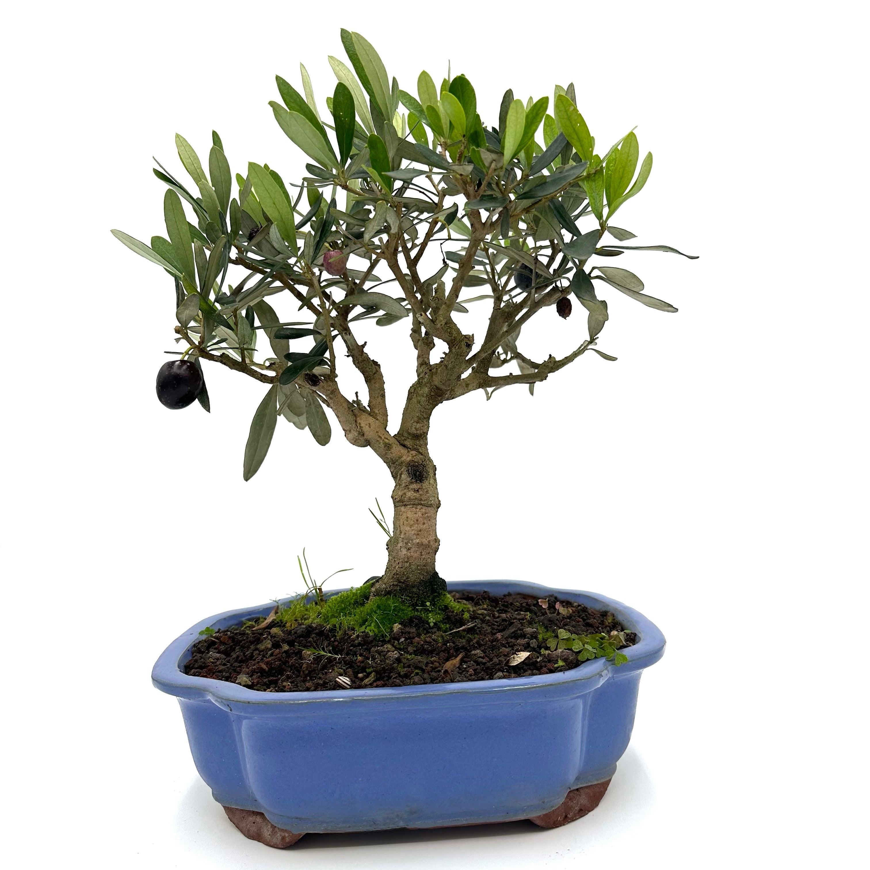 Bonsai di Olivo in vaso a nuvola azzurro