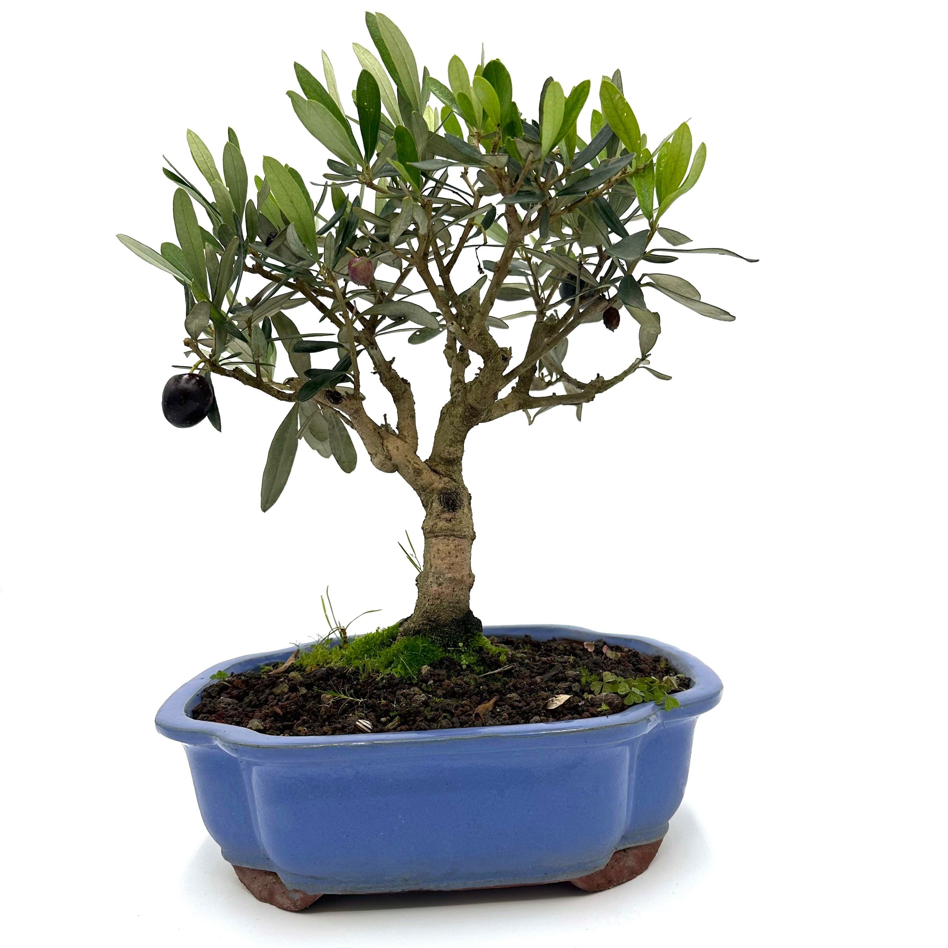 Bonsai di Olivo in vaso a nuvola azzurro