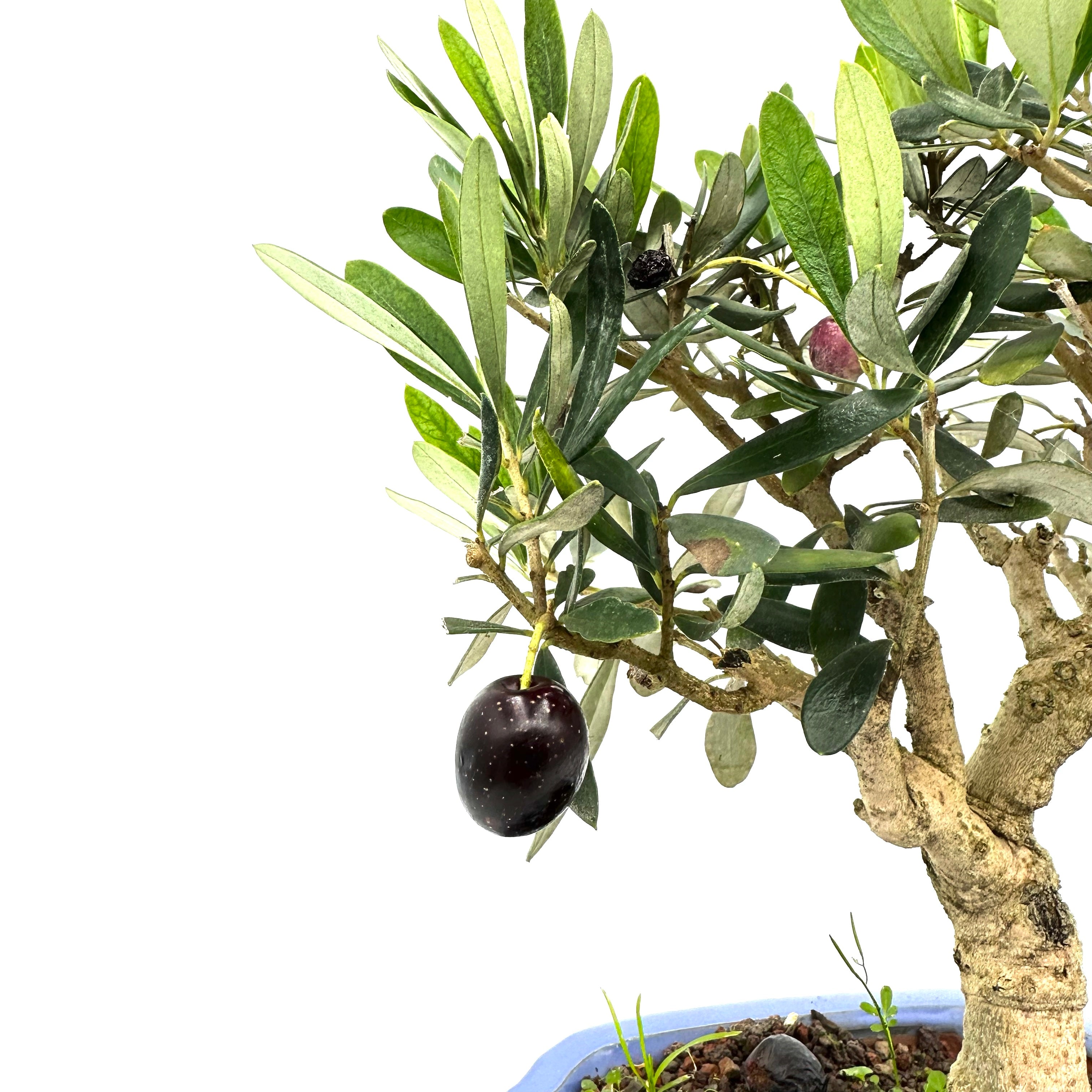 Bonsai di Olivo in vaso a nuvola azzurro