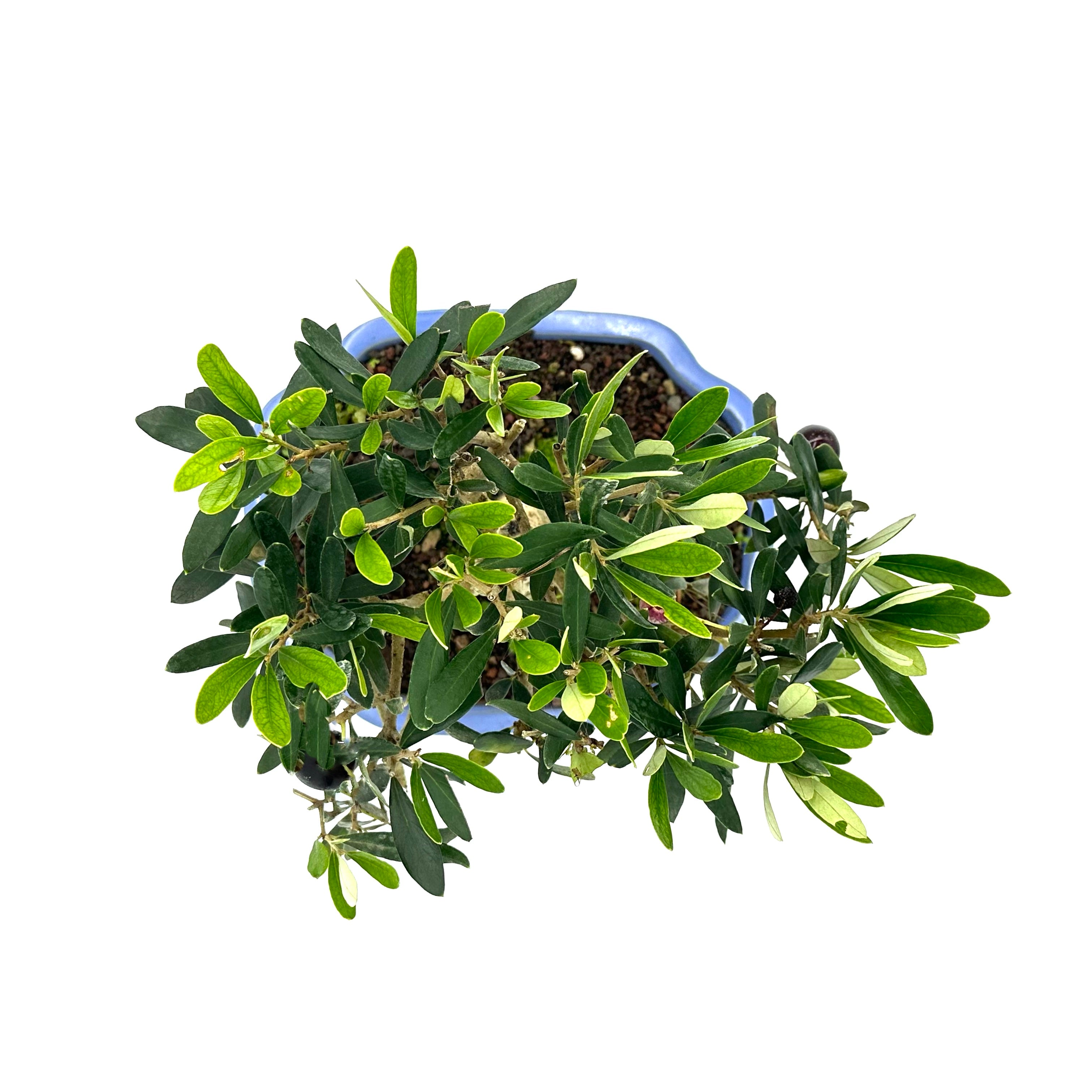 Bonsai di Olivo in vaso a nuvola azzurro