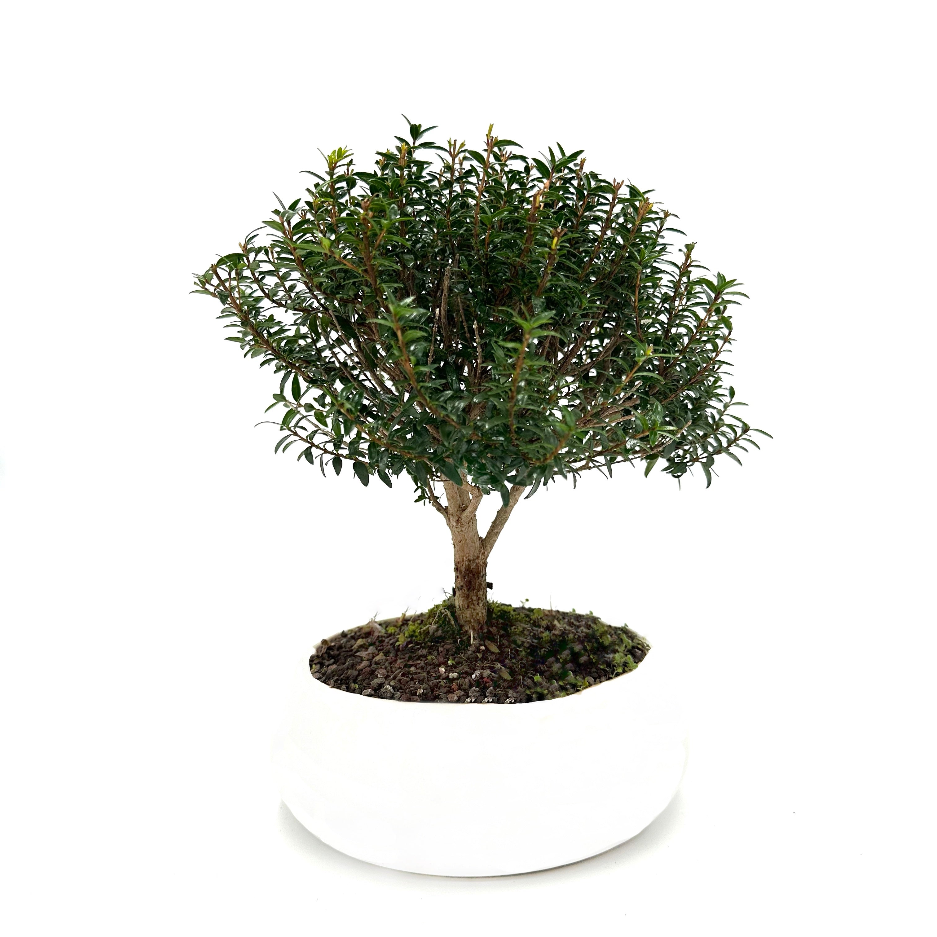 Bonsai di Mirto in ciotola bassa