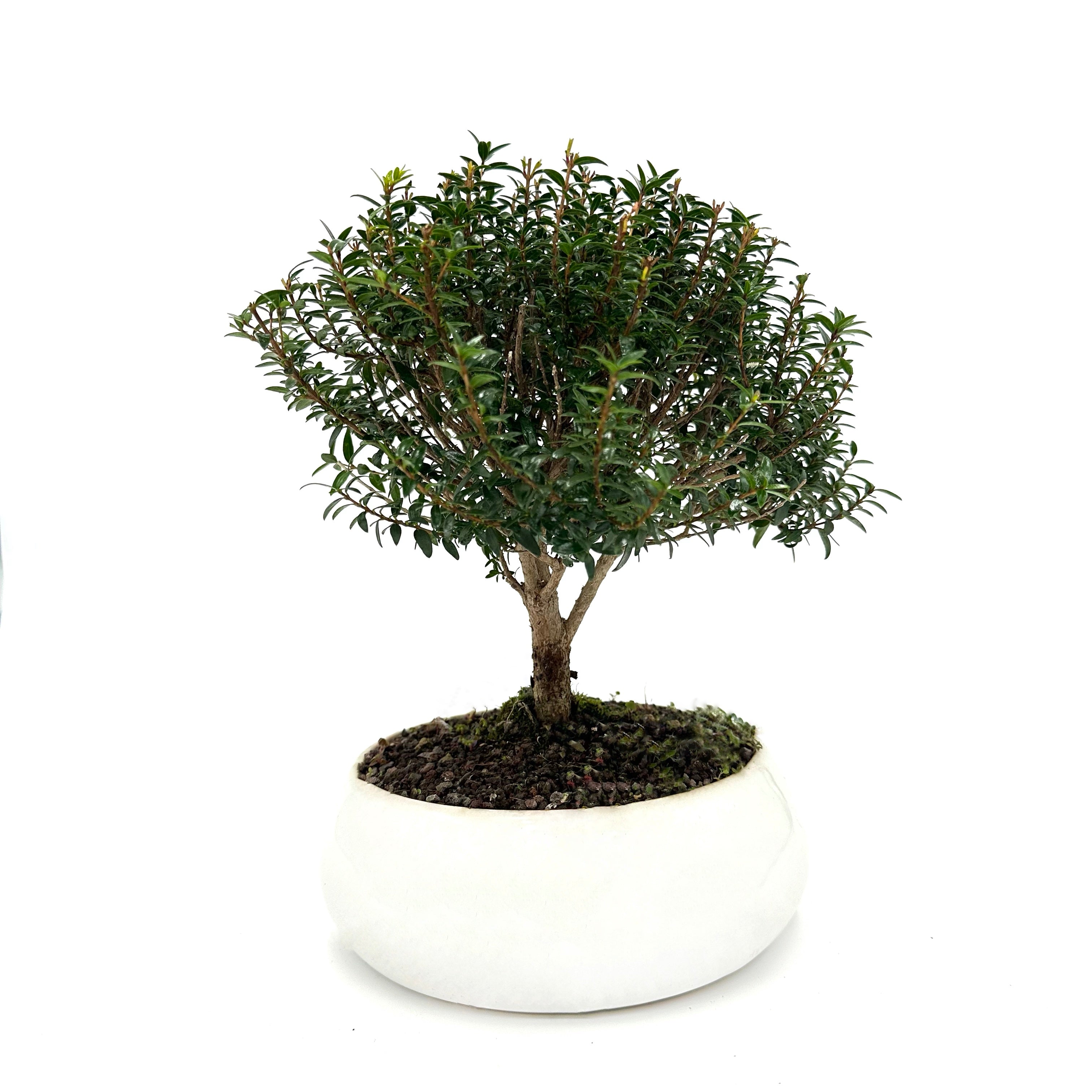 Bonsai di Mirto in ciotola bassa