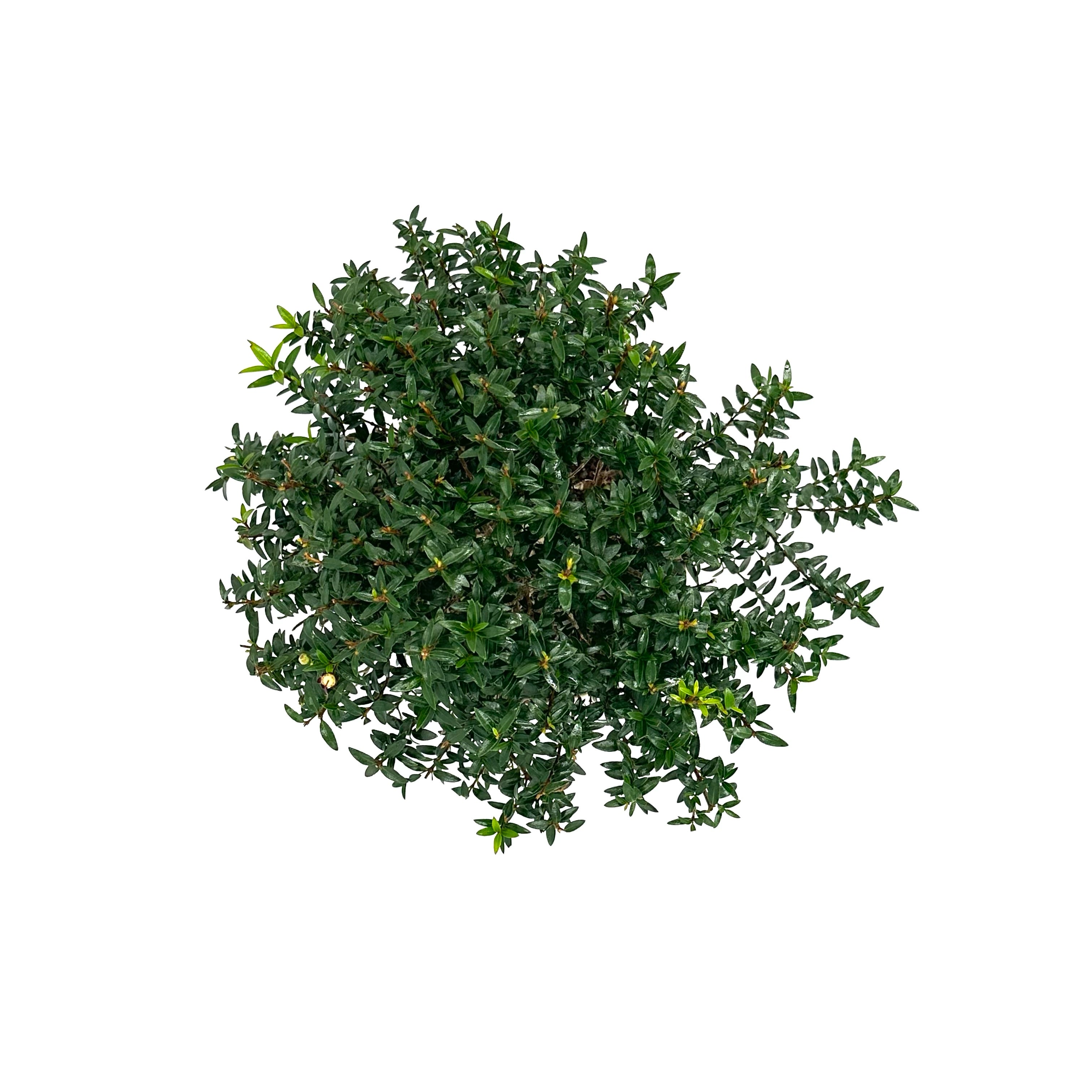 Bonsai di Mirto in ciotola bassa