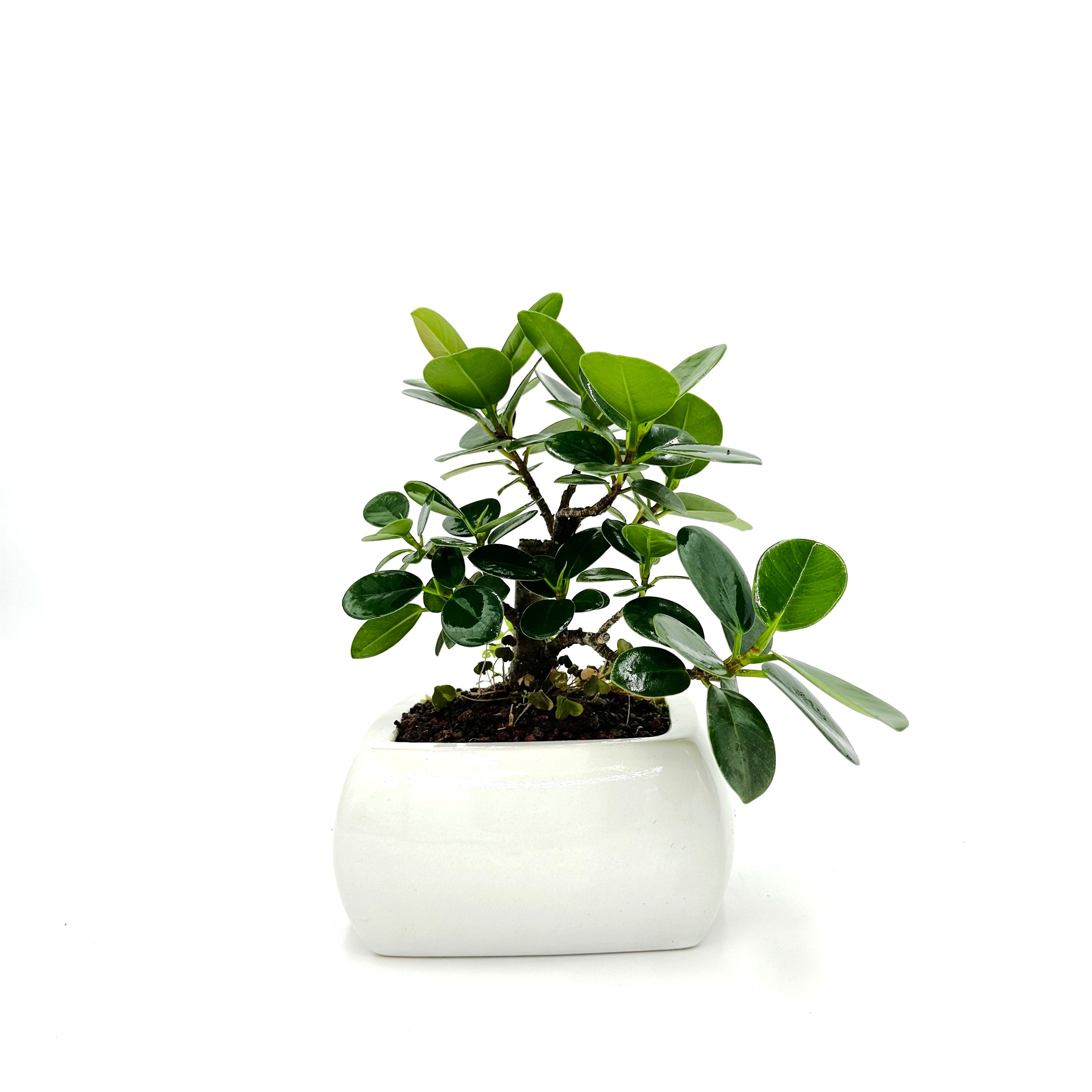 Bonsai di Ficus Panda in vaso quadro bianco