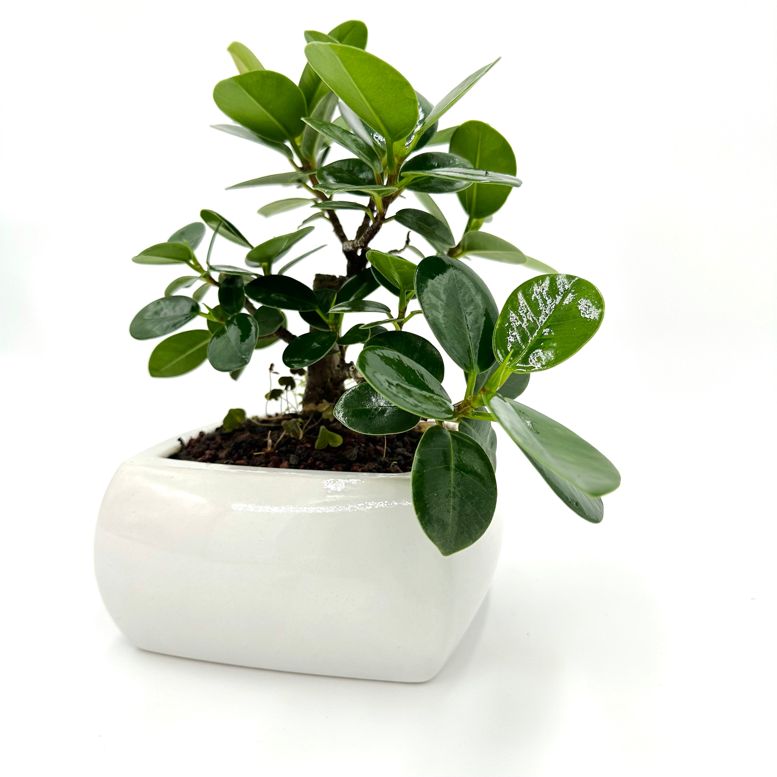 Bonsai di Ficus Panda in vaso quadro bianco