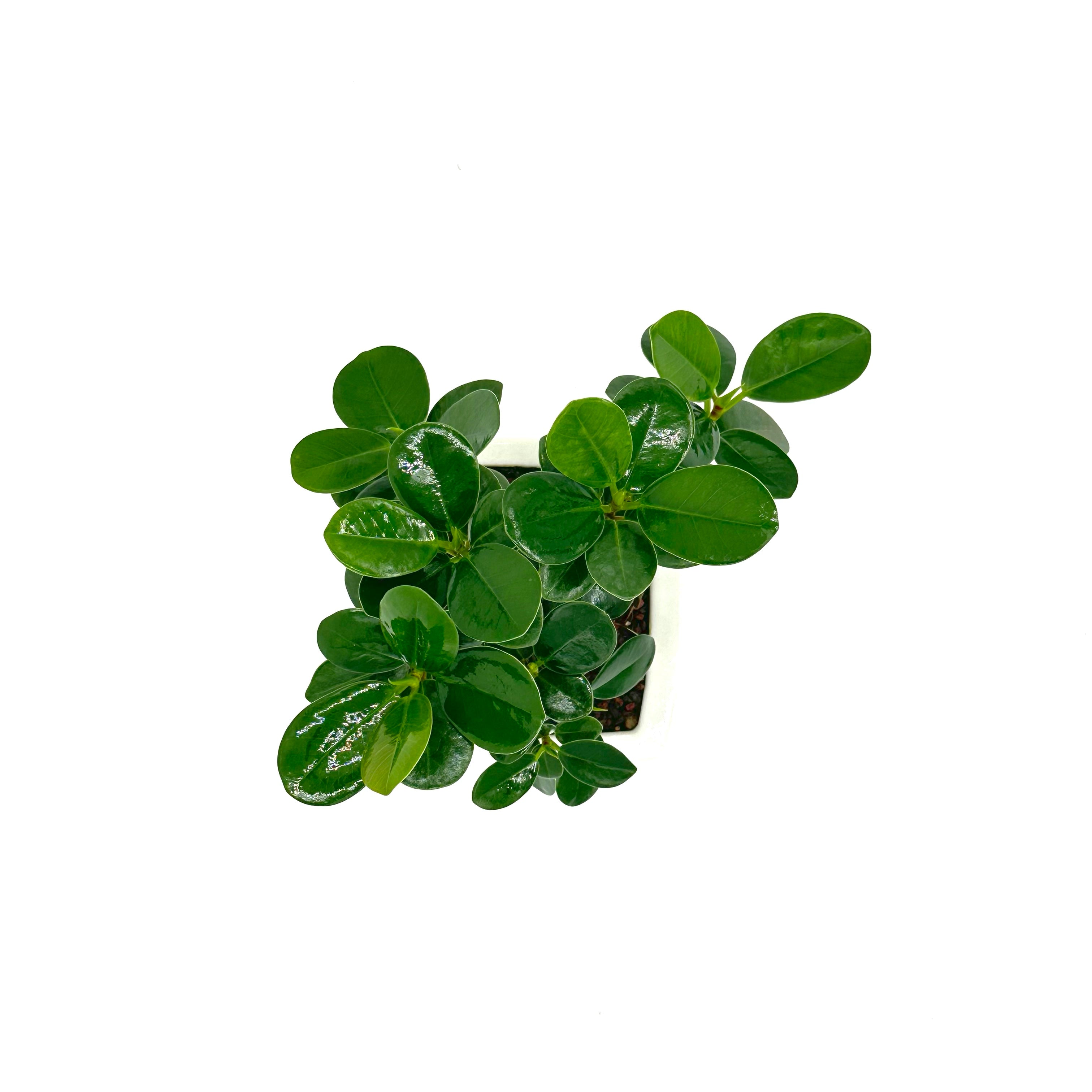 Bonsai di Ficus Panda in vaso quadro bianco