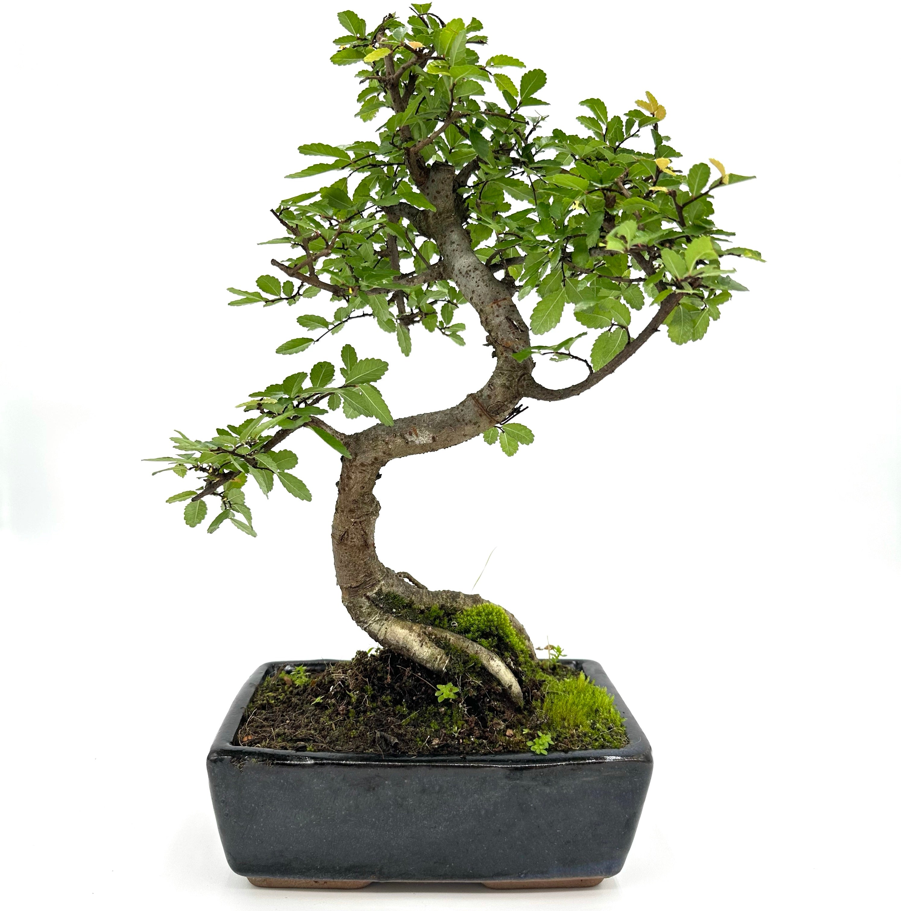 Bonsai di Olmo cinese vaso cm. 18