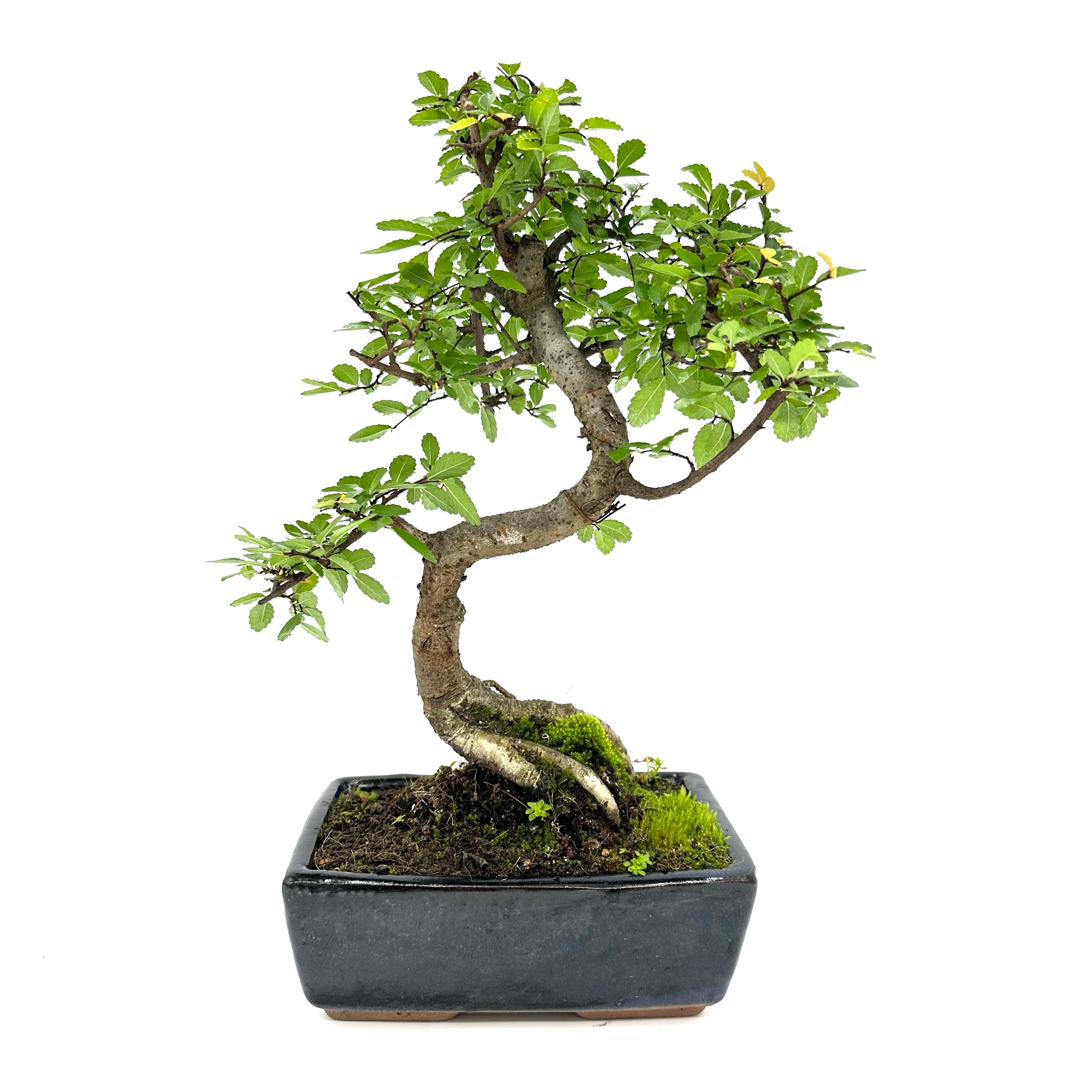 Bonsai di Olmo cinese vaso cm. 18