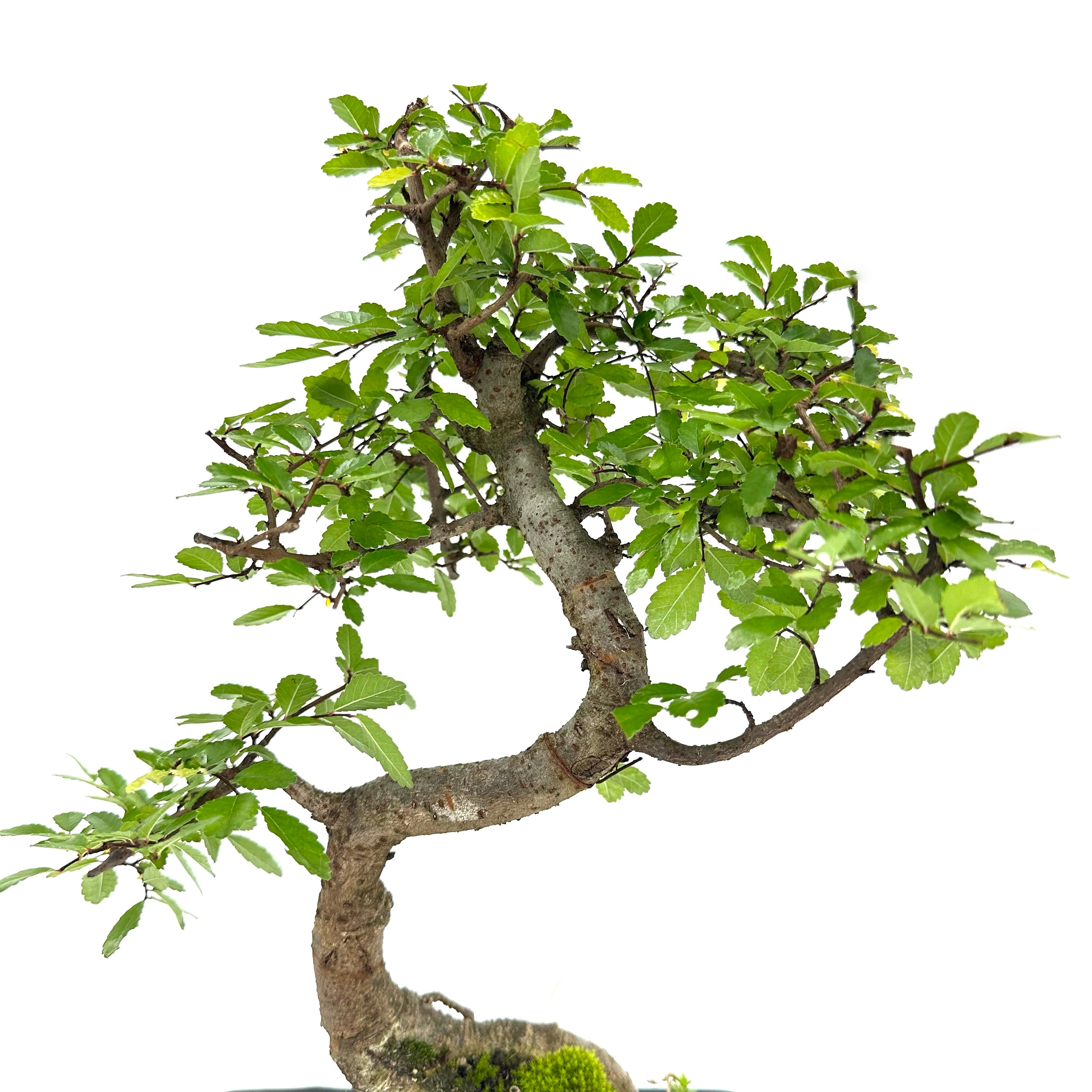 Bonsai di Olmo cinese vaso cm. 18
