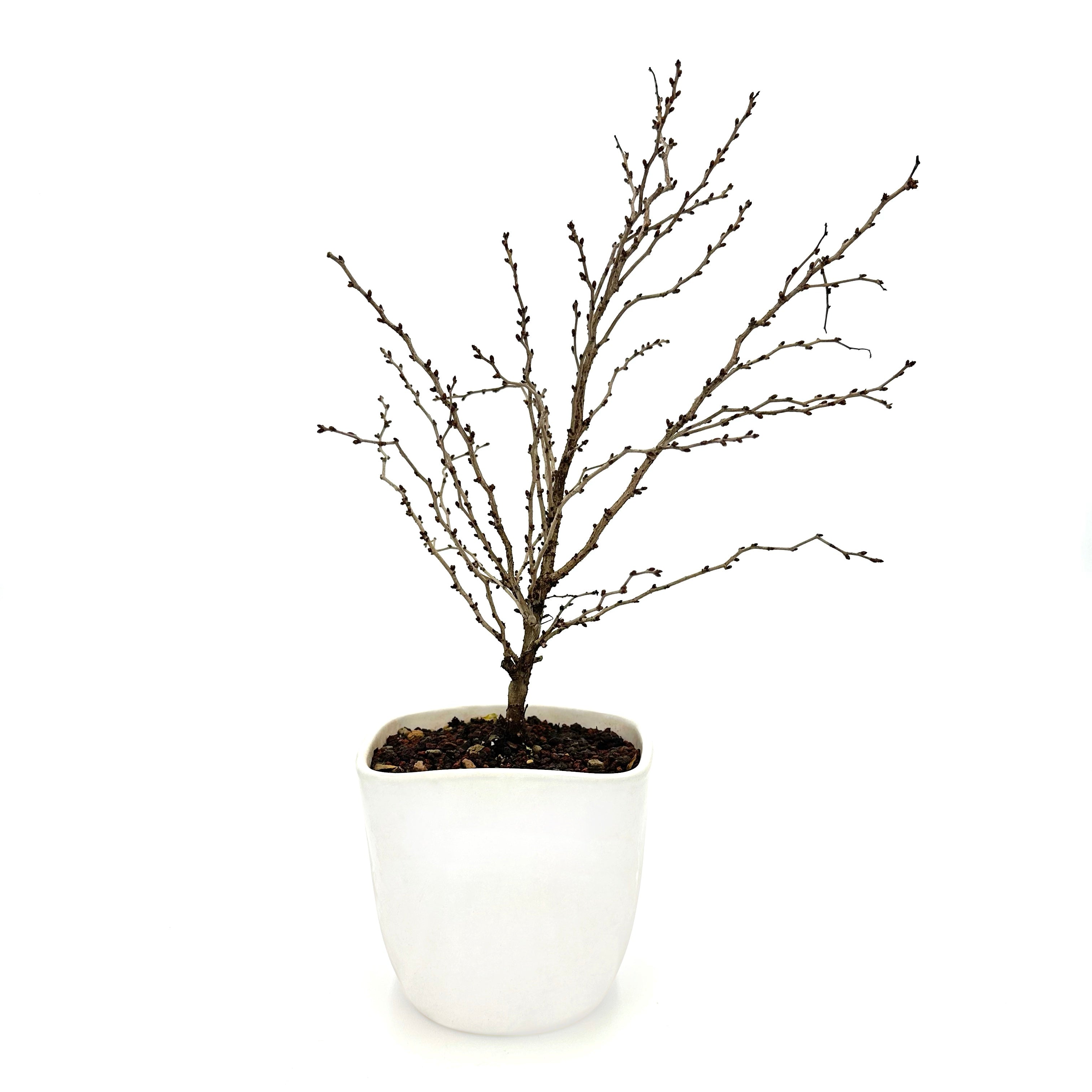 Bonsai di Ciliegio Giapponese Kojo-no-mai in vaso quadrato