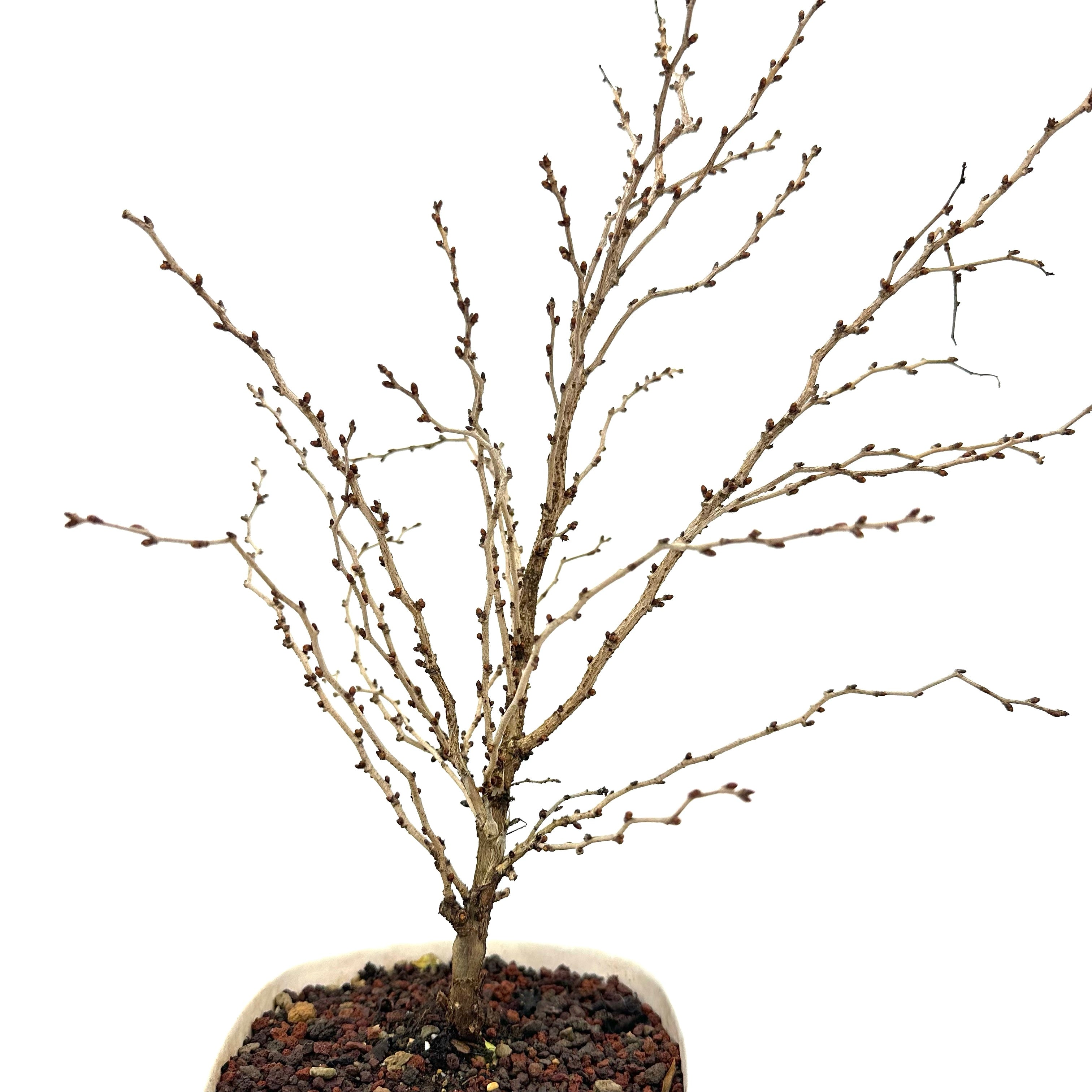 Bonsai di Ciliegio Giapponese Kojo-no-mai in vaso quadrato