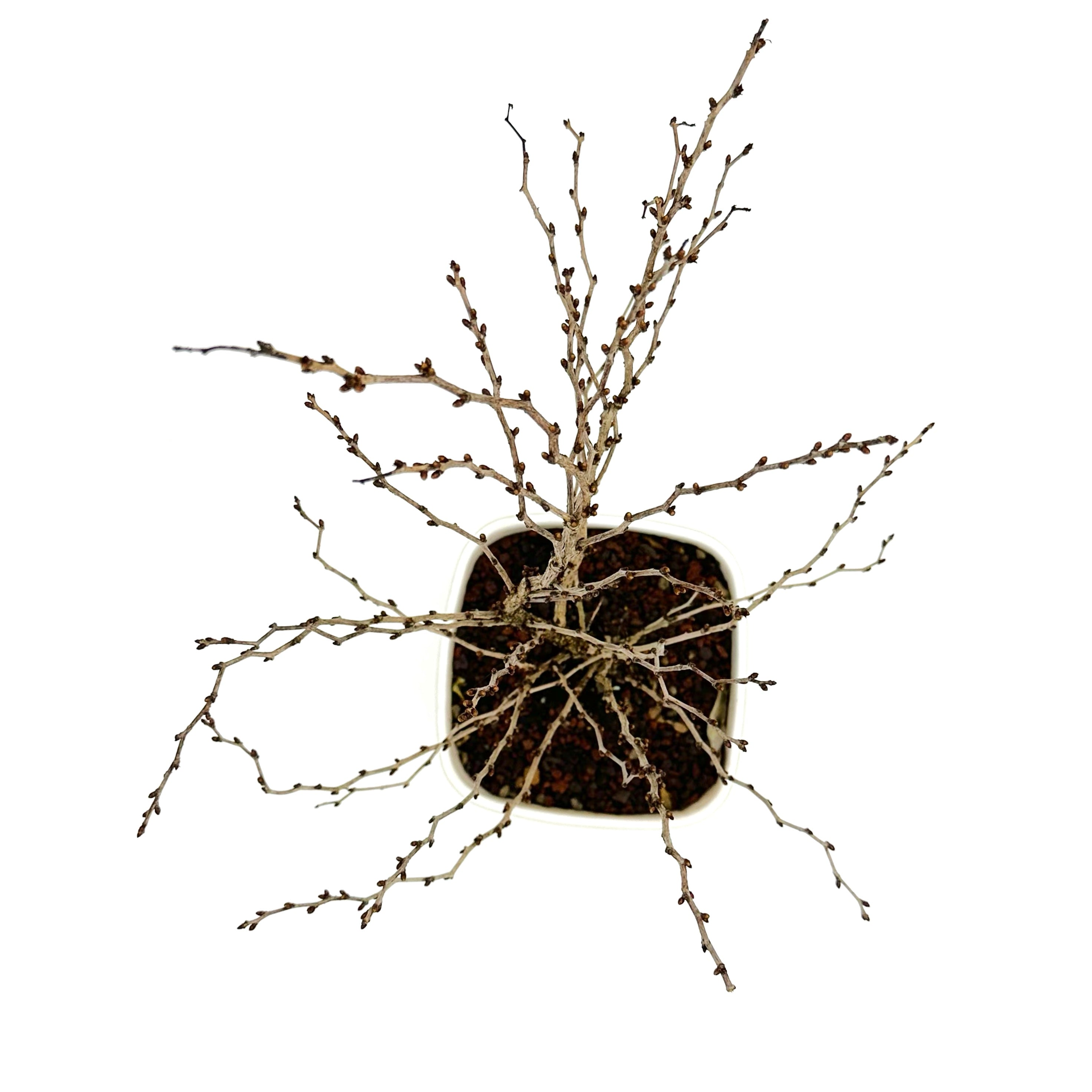 Bonsai di Ciliegio Giapponese Kojo-no-mai in vaso quadrato