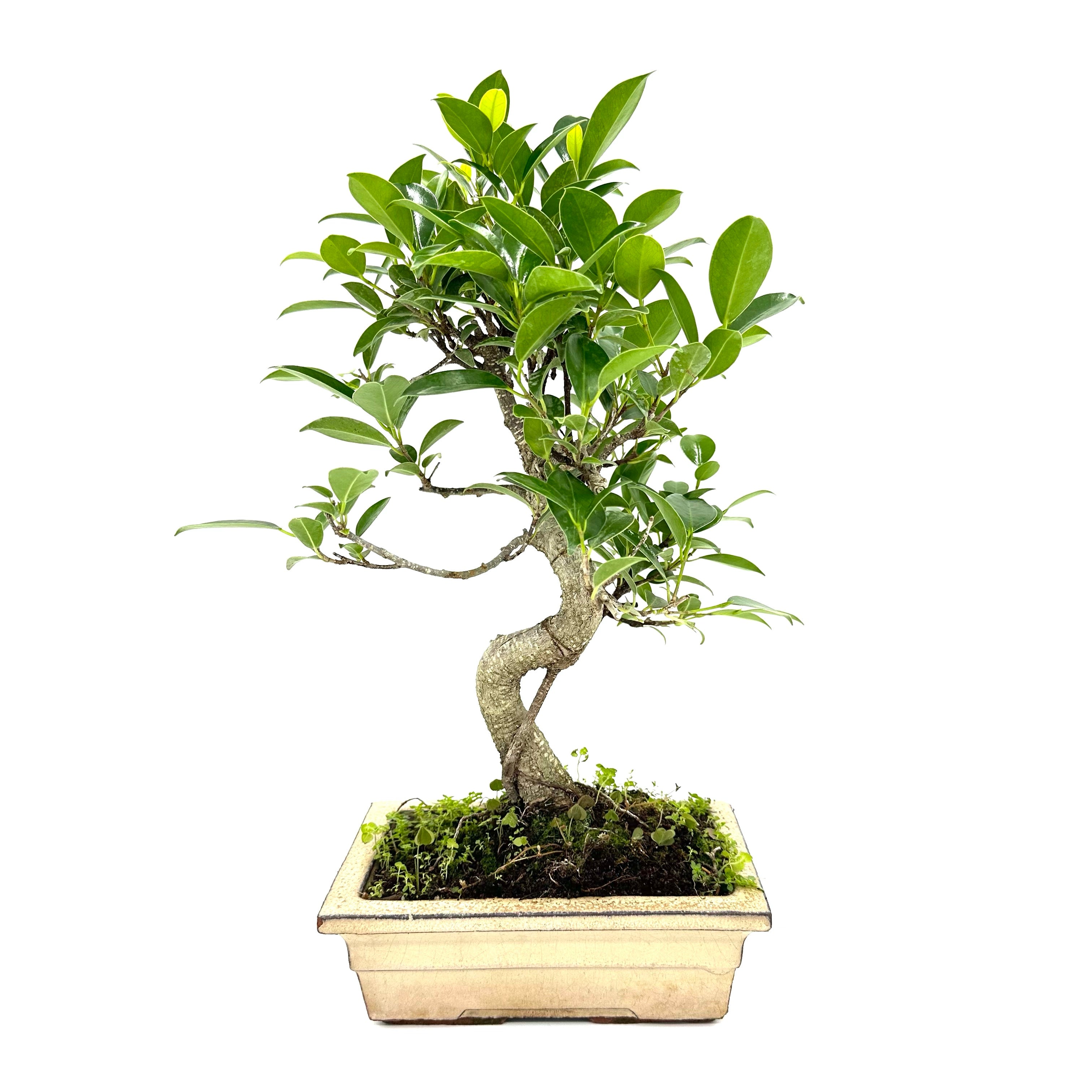 Bonsai di Ficus vaso cm. 18