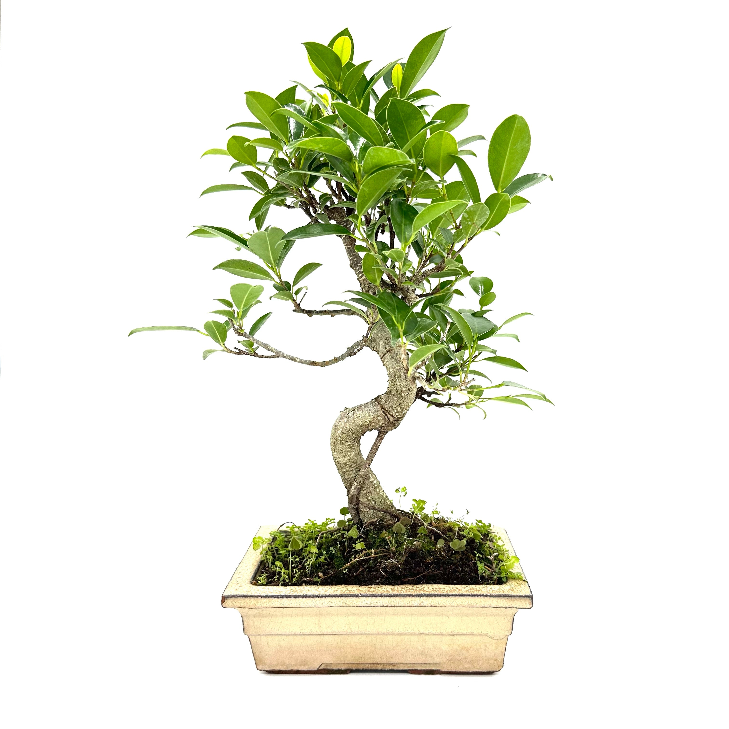 Bonsai di Ficus vaso cm. 18