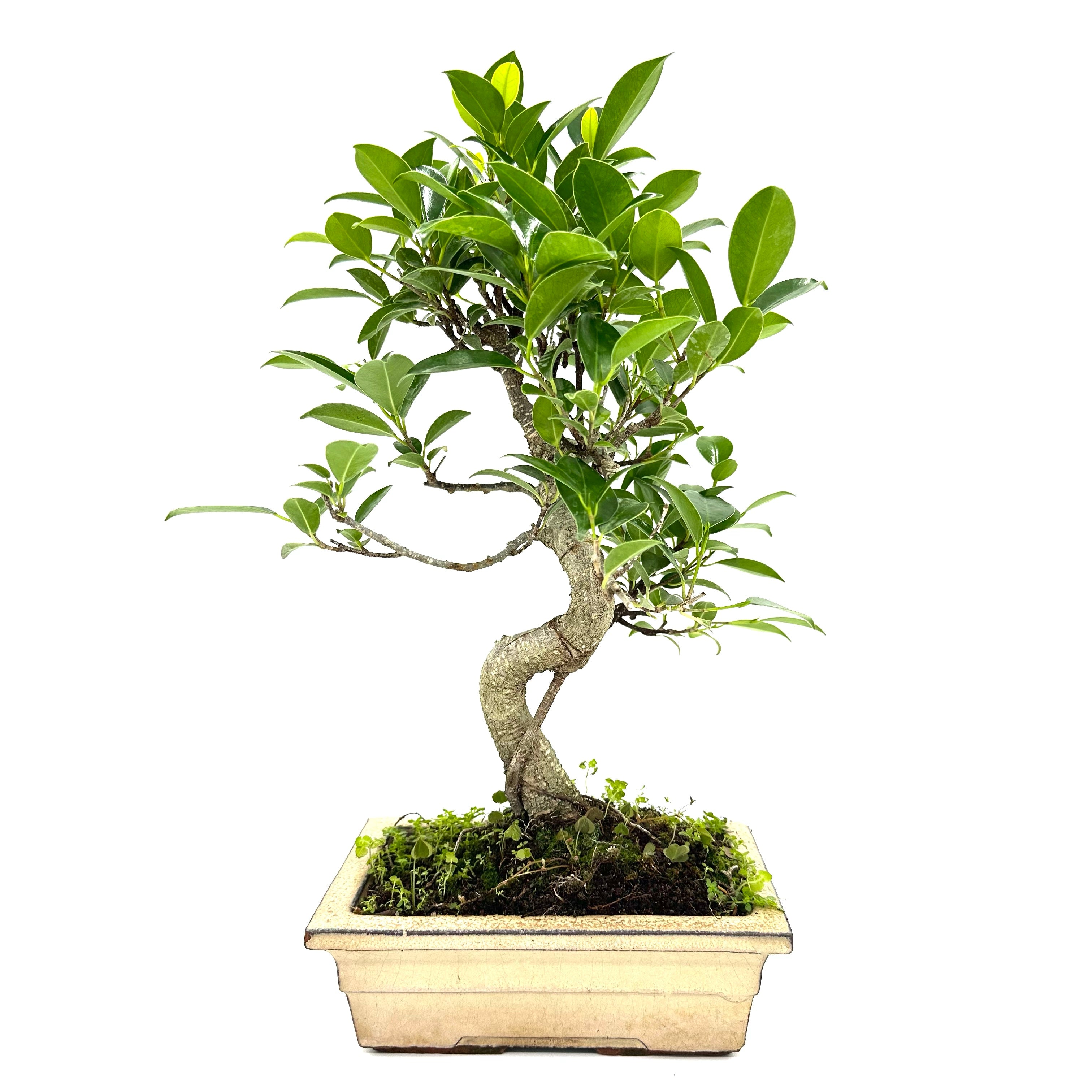Bonsai di Ficus vaso cm. 18