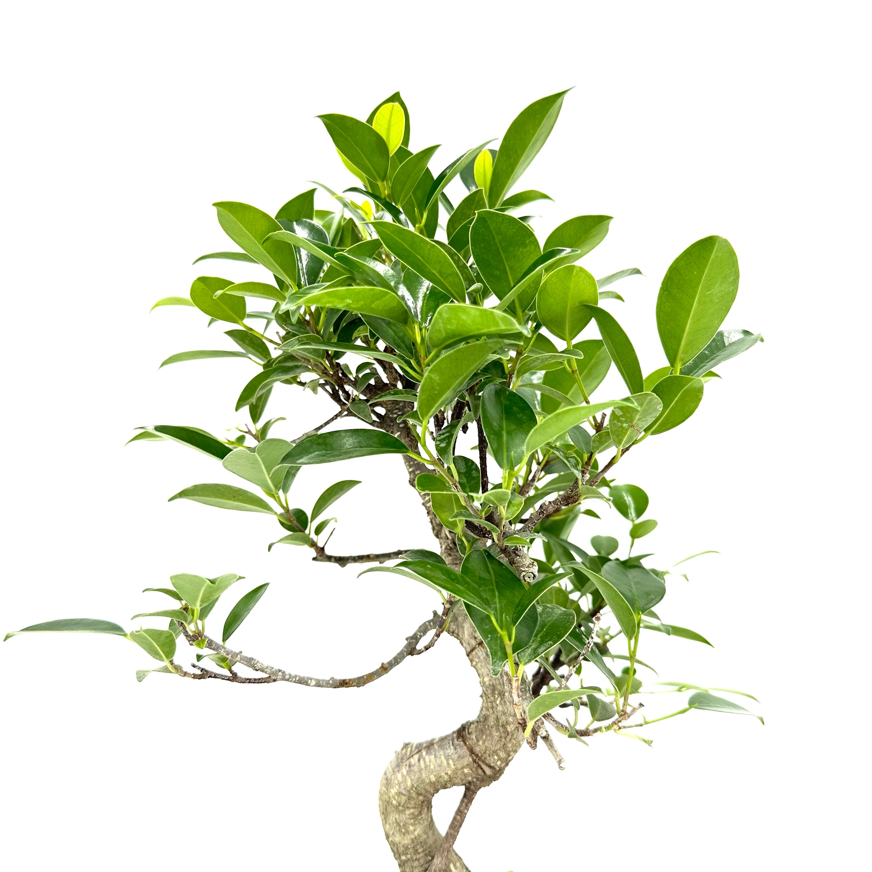 Bonsai di Ficus vaso cm. 18