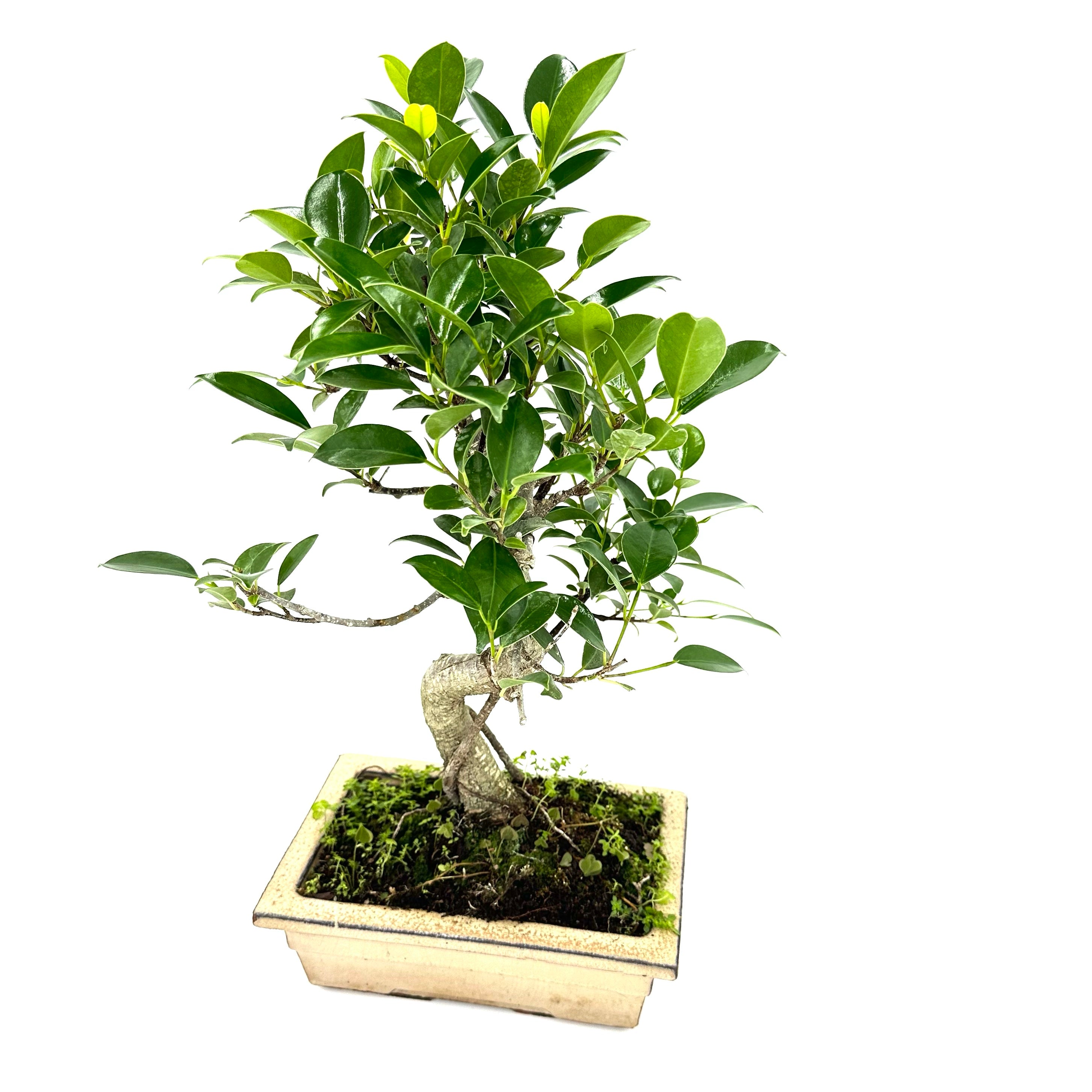 Bonsai di Ficus vaso cm. 18