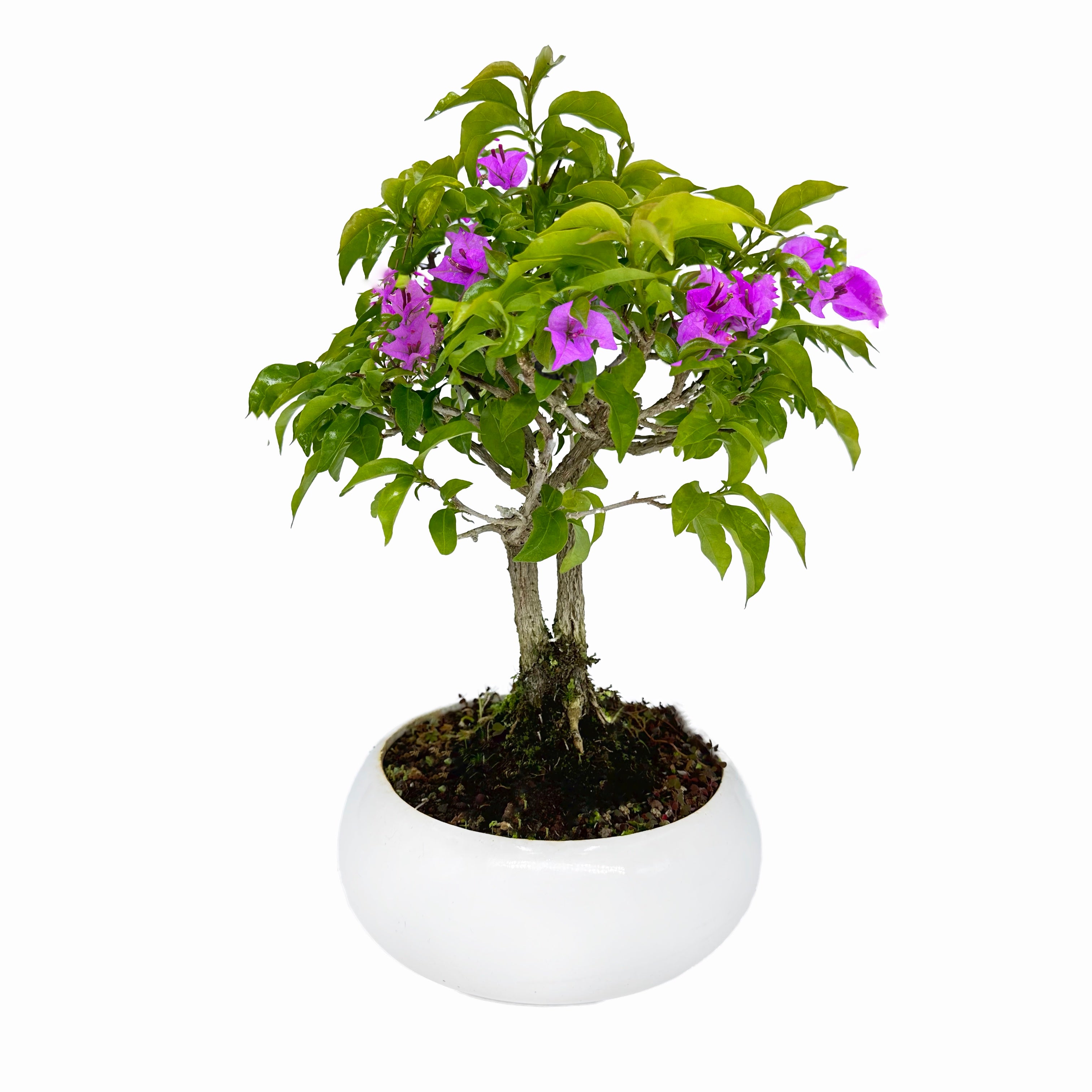 Bonsai di Bougainvillea in ciotola bassa, bianca