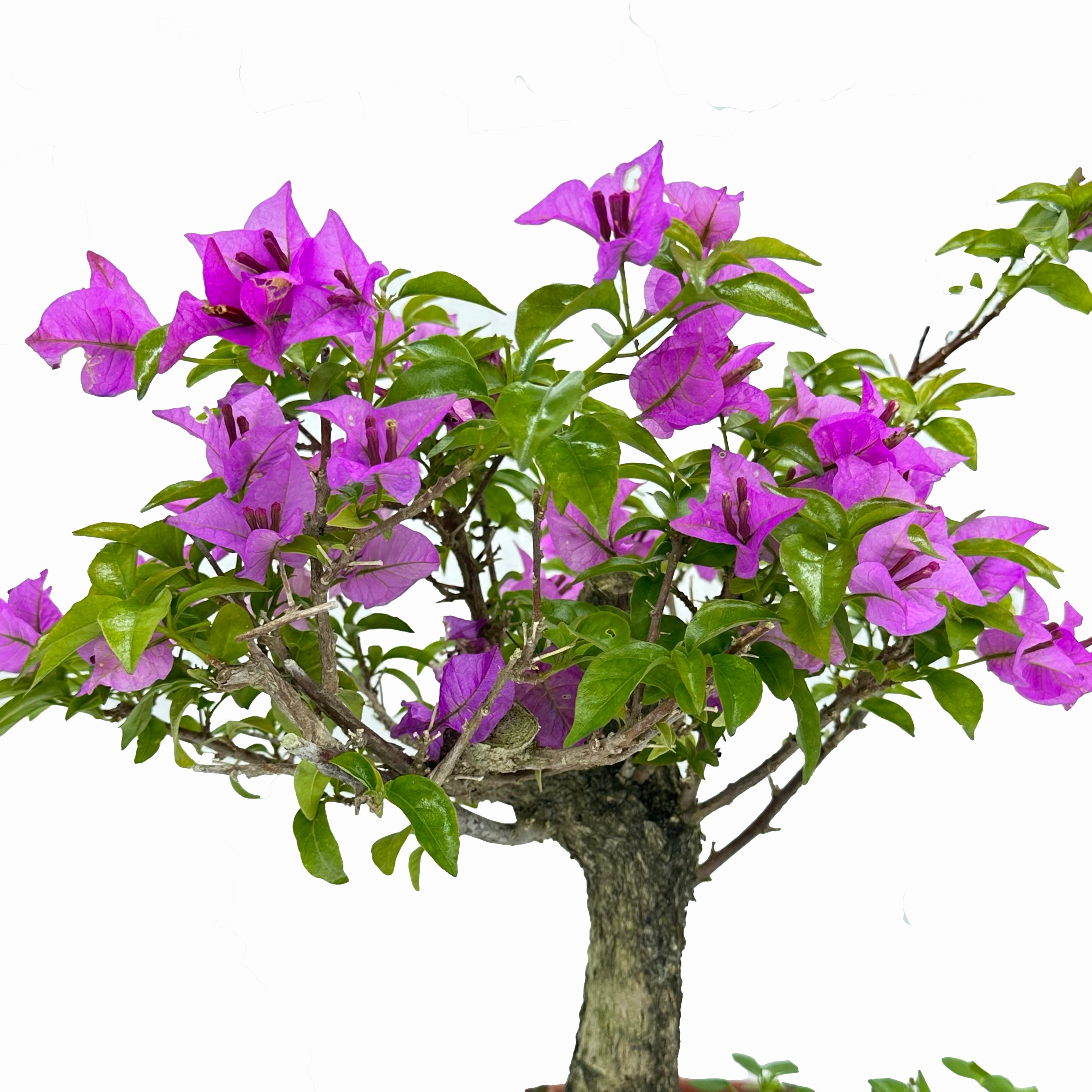 Bonsai di Bougainvillea in ciotola bassa, bianca