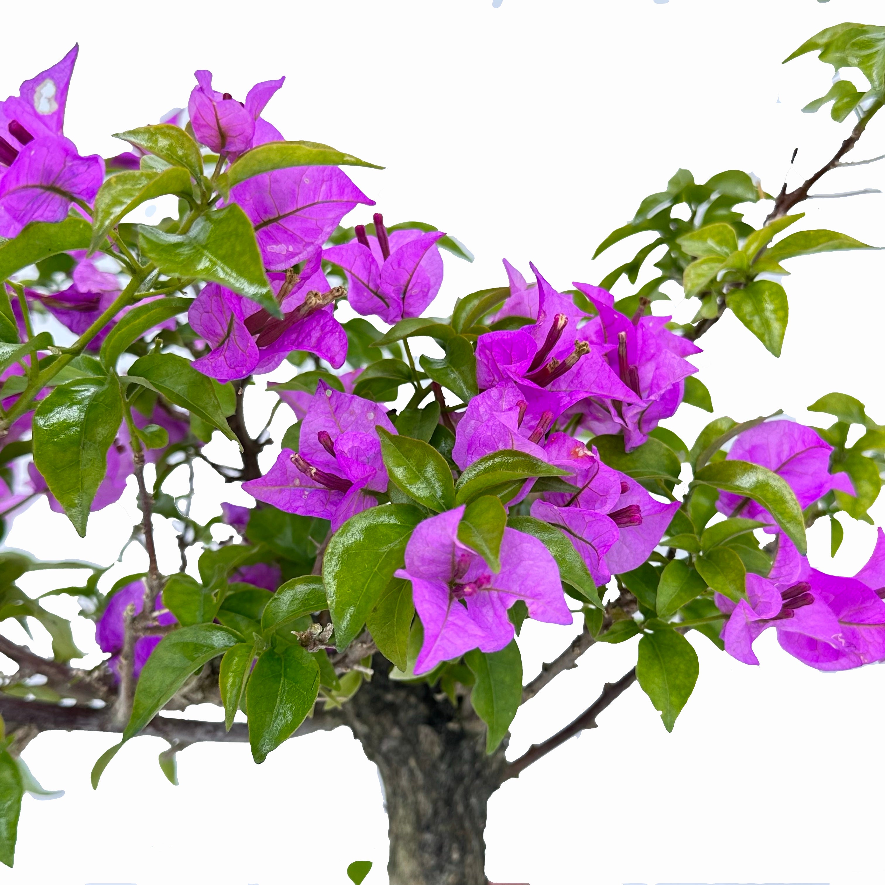 Bonsai di Bougainvillea in ciotola bassa, bianca