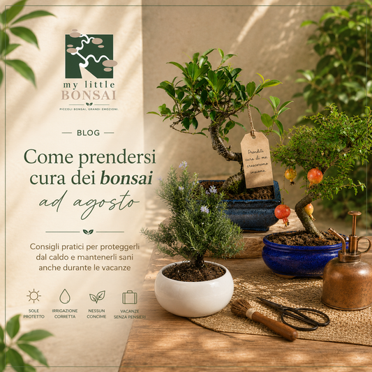 Come prendersi cura di un bonsai ad agosto: guida completa contro caldo e ferie