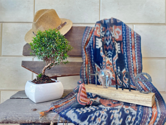 Le origini del Bonsai