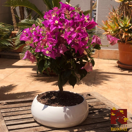 Bonsai di Bougainvillea: La meraviglia colorata del tuo giardino in miniatura