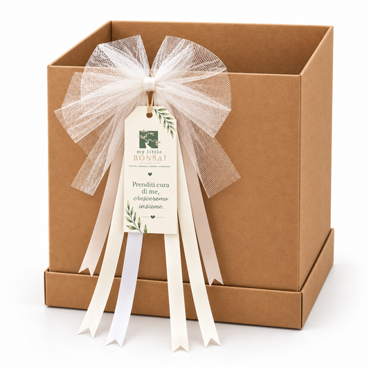 Scatola regalo per bonsai con fiocco e cartoncino – 25 × 25 × 30 cm