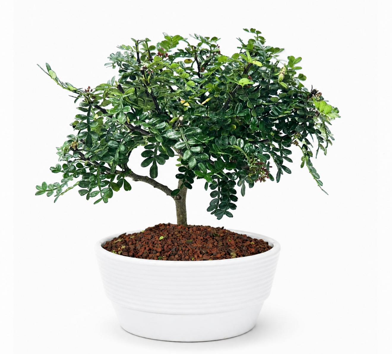 Bonsai di Pepper in ciotola bassa