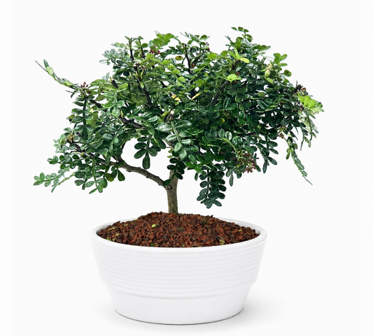 Bonsai di Pepper in ciotola bassa