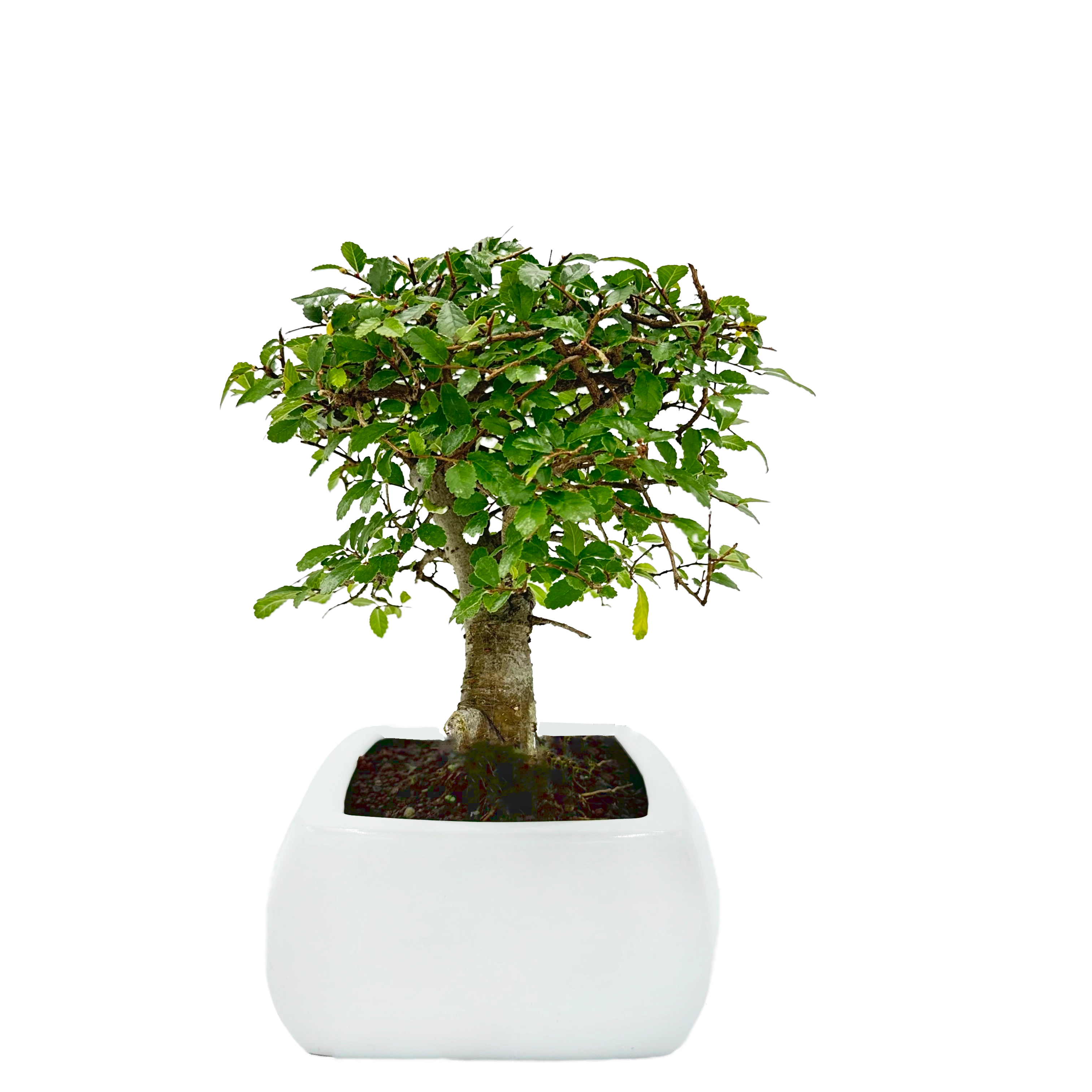 Bonsai di Olmo a palla in vaso quadro bianco