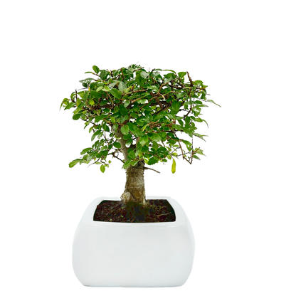 Bonsai di Olmo a palla in vaso quadro bianco