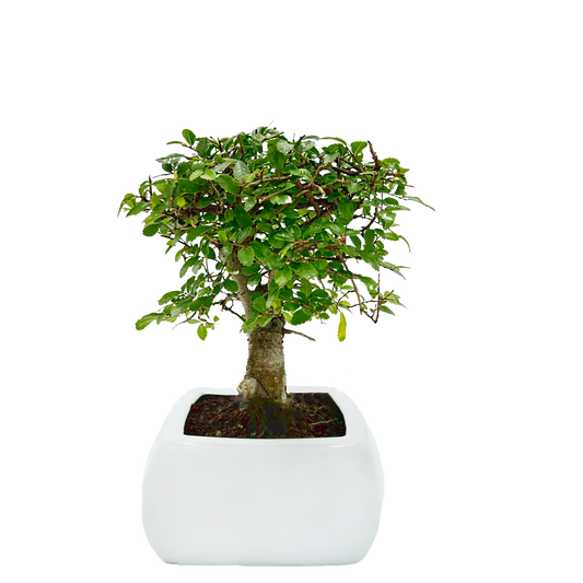 Bonsai di Olmo a palla in vaso quadro bianco