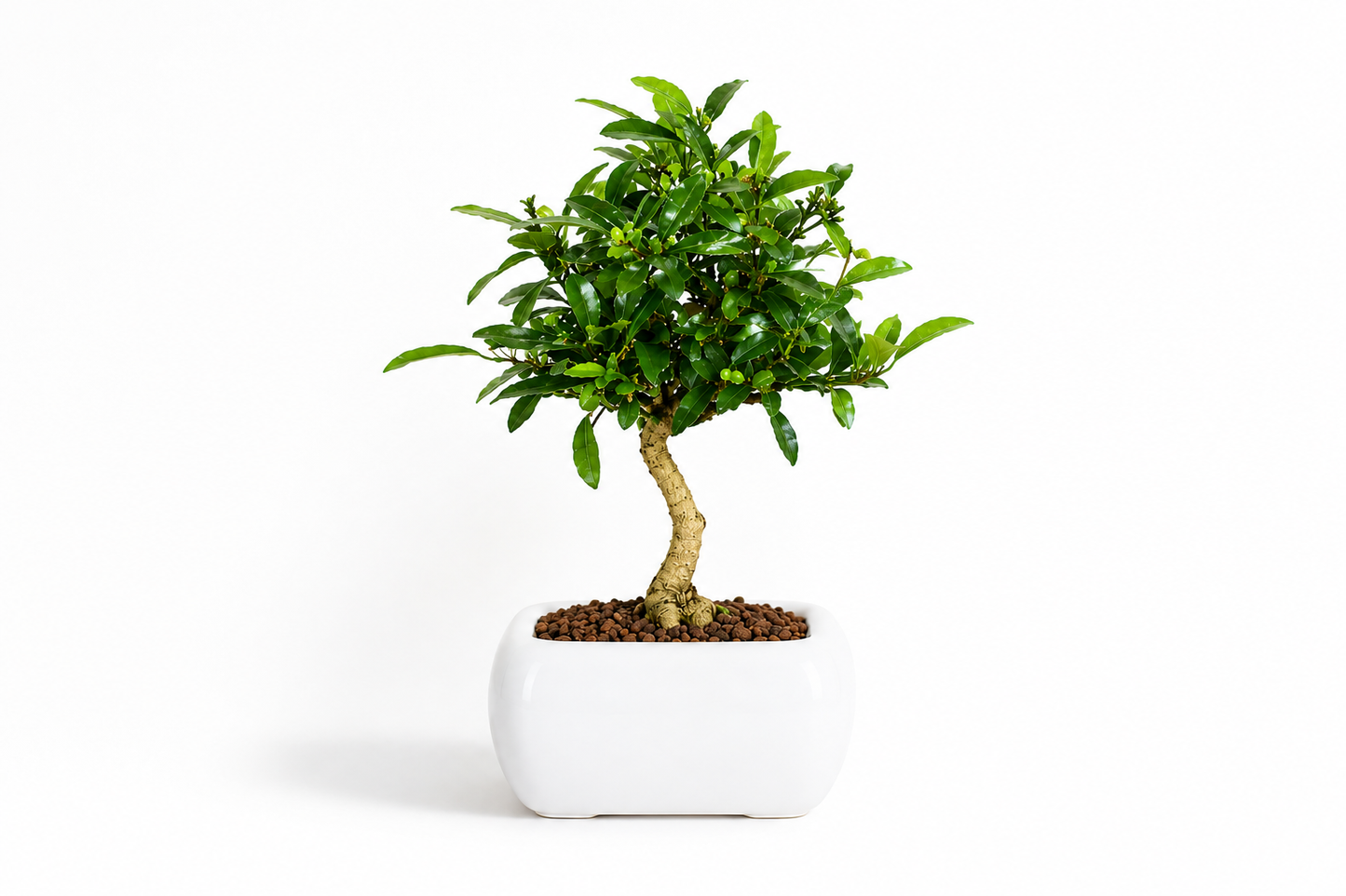 Bonsai di Citrus Kinzu – Agrume in Miniatura con Frutti