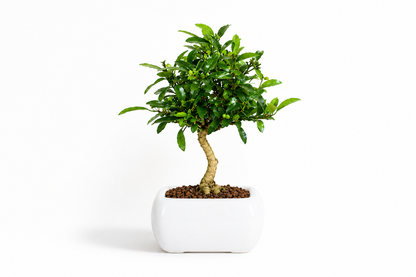 Bonsai di Citrus Kinzu – Agrume in Miniatura con Frutti