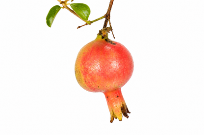 Bonsai di Melograno Nano (Punica granatum var. nana) – 8/9 anni