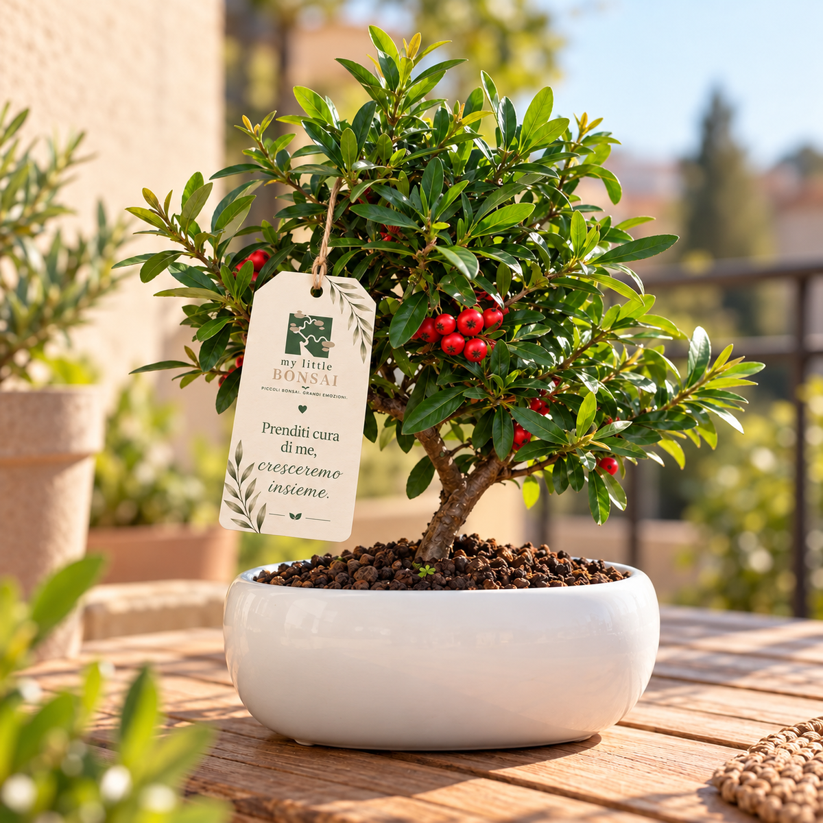 Bonsai di Pyracantha in ciotola bassa - bacche rosse