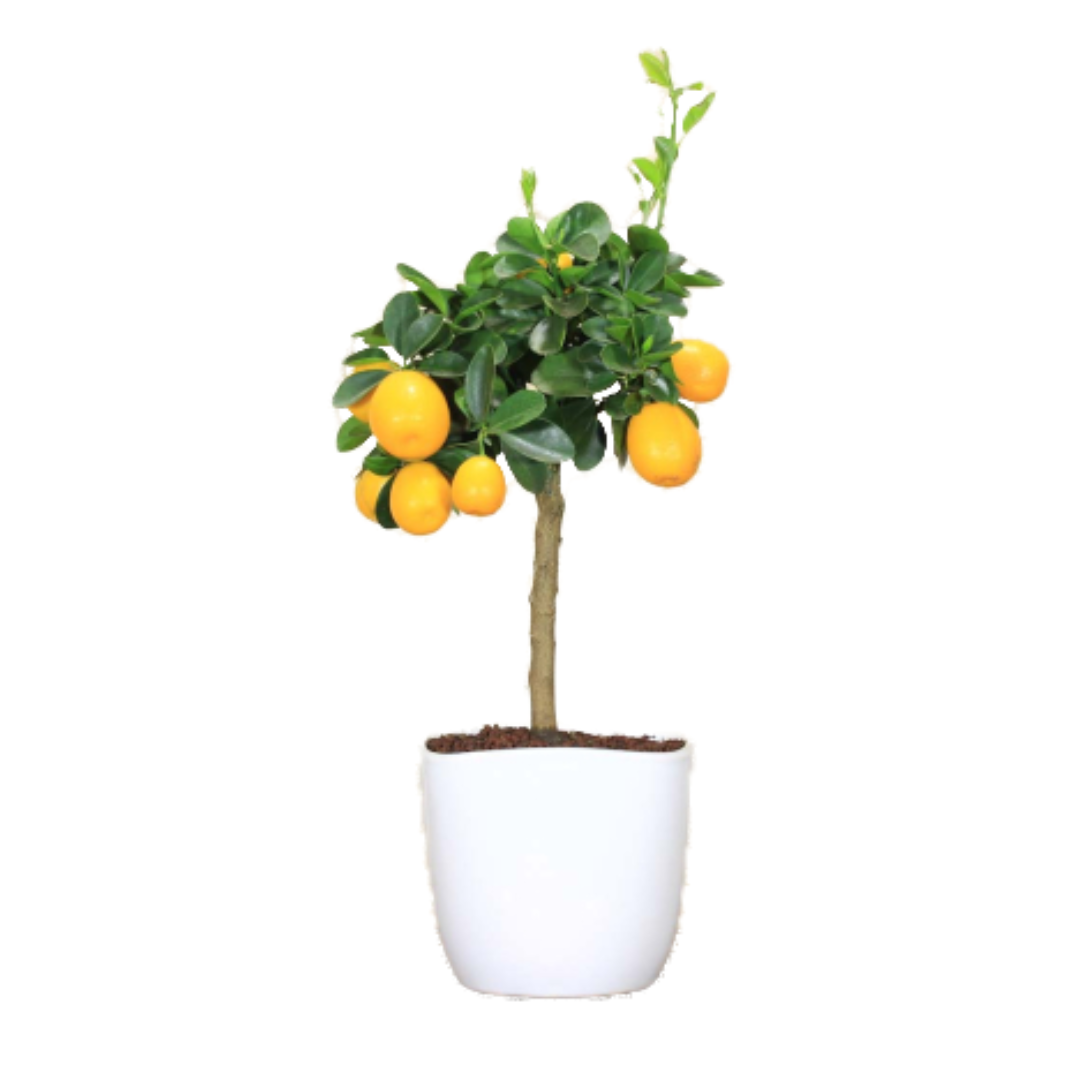 Bonsai di Kumquat