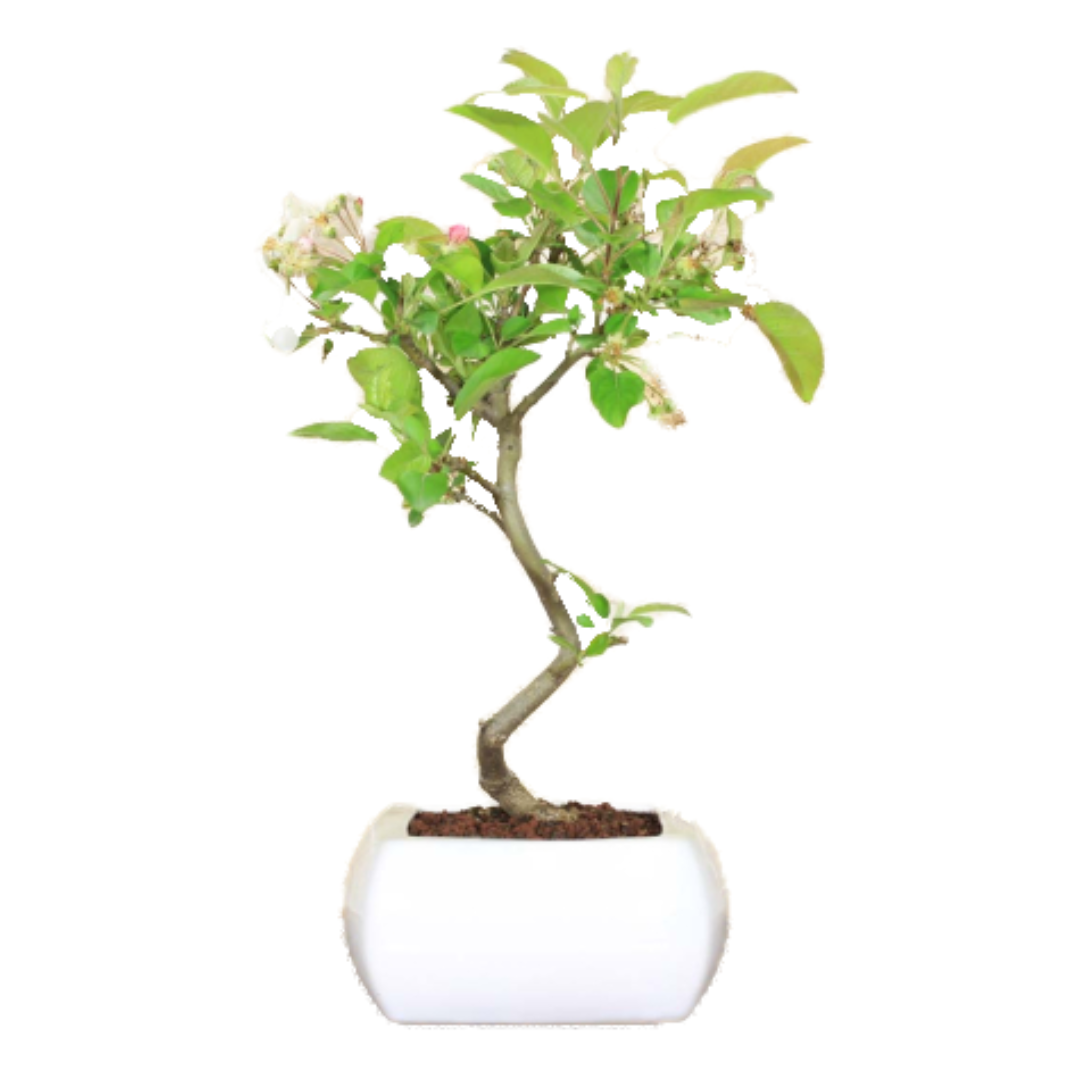 Bonsai di Melo in vaso quadro