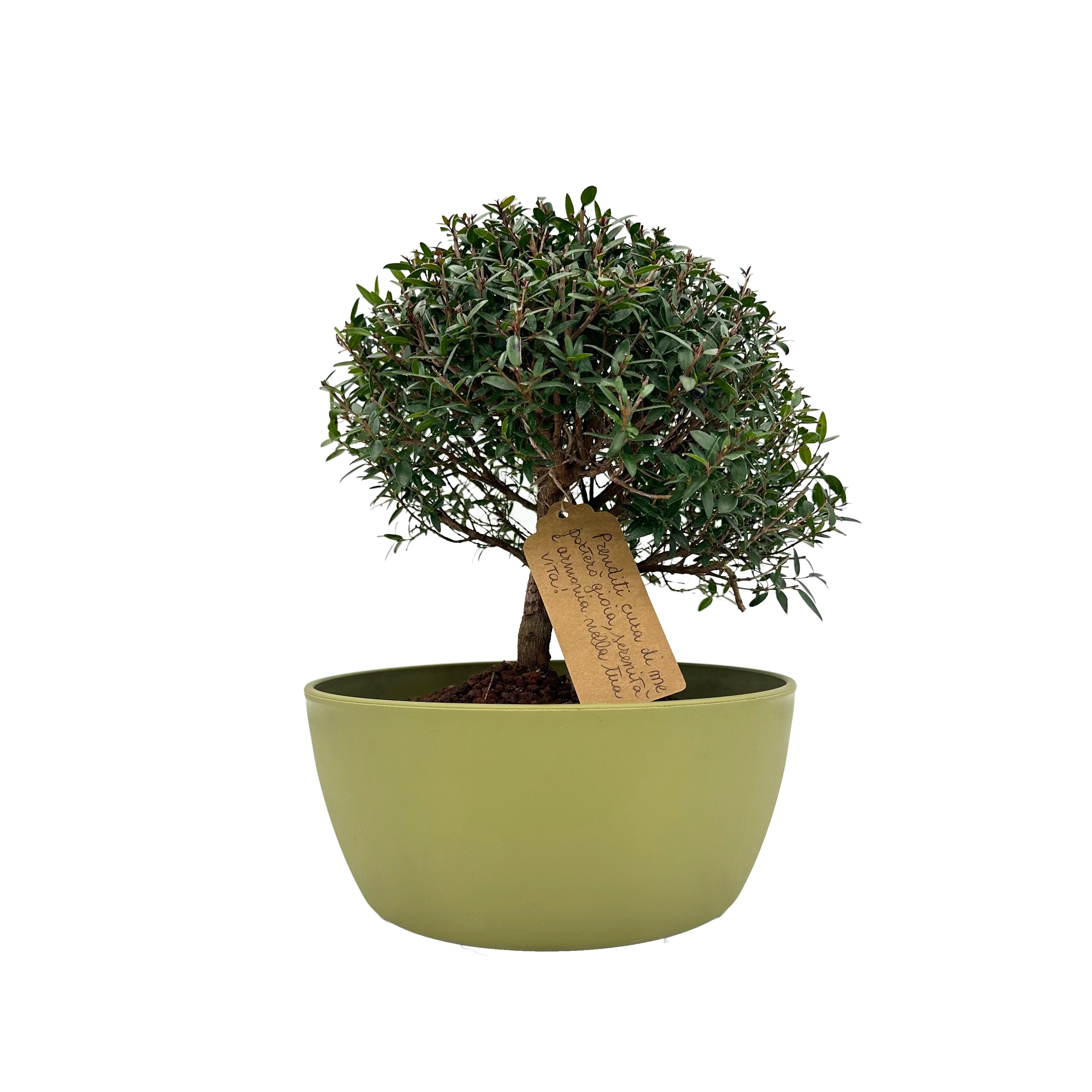 Bonsai di Mirto vaso colorato (Giallo o Verde)