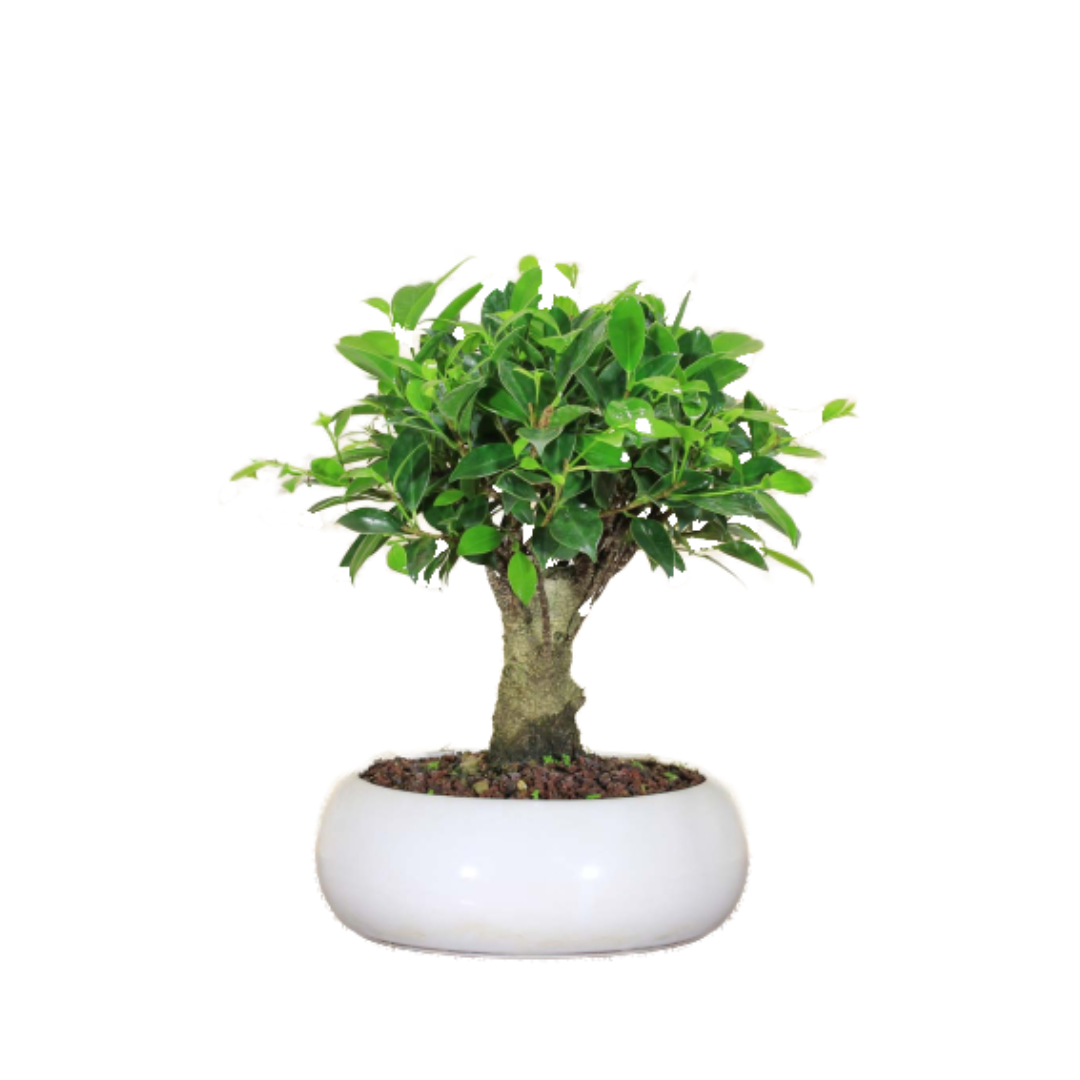 Bonsai di Ficus Retusa in ciotola bassa