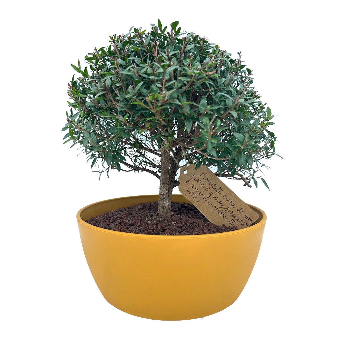 Bonsai di Mirto, idea regalo, bonsai, albero, pianta, vaso colorato, natura, mirto