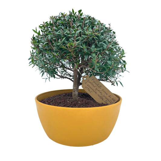 Bonsai di Mirto, idea regalo, bonsai, albero, pianta, vaso colorato, natura, mirto