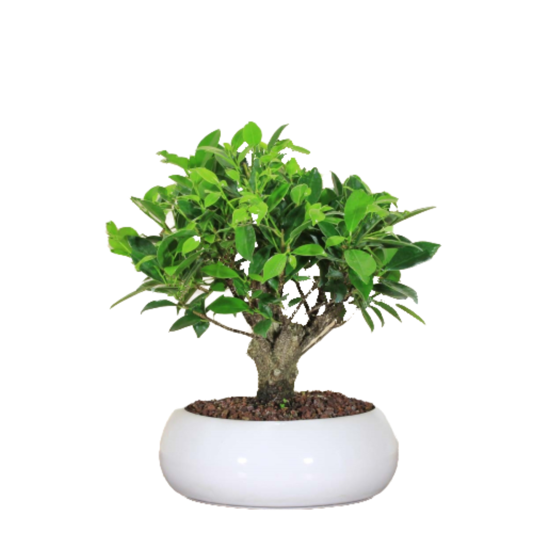 Bonsai di Ficus Retusa in ciotola bassa